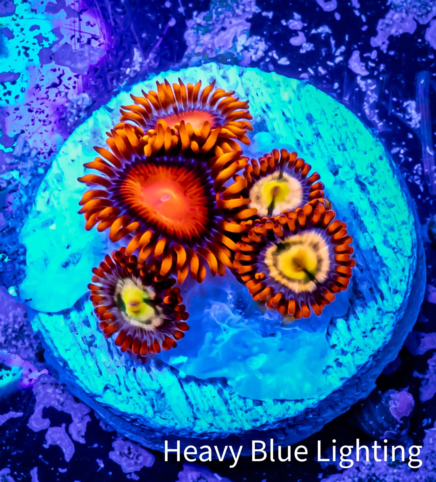 Zoanthid coral - Zoa Frag WYSIWYG D2R6B2 Zoanthid coral - Zoa Frag WYSIWYG D2R6B2 LPS Zoanthid coral - Zoa Frag WYSIWYG D2R6B2 Zeo Box Reef