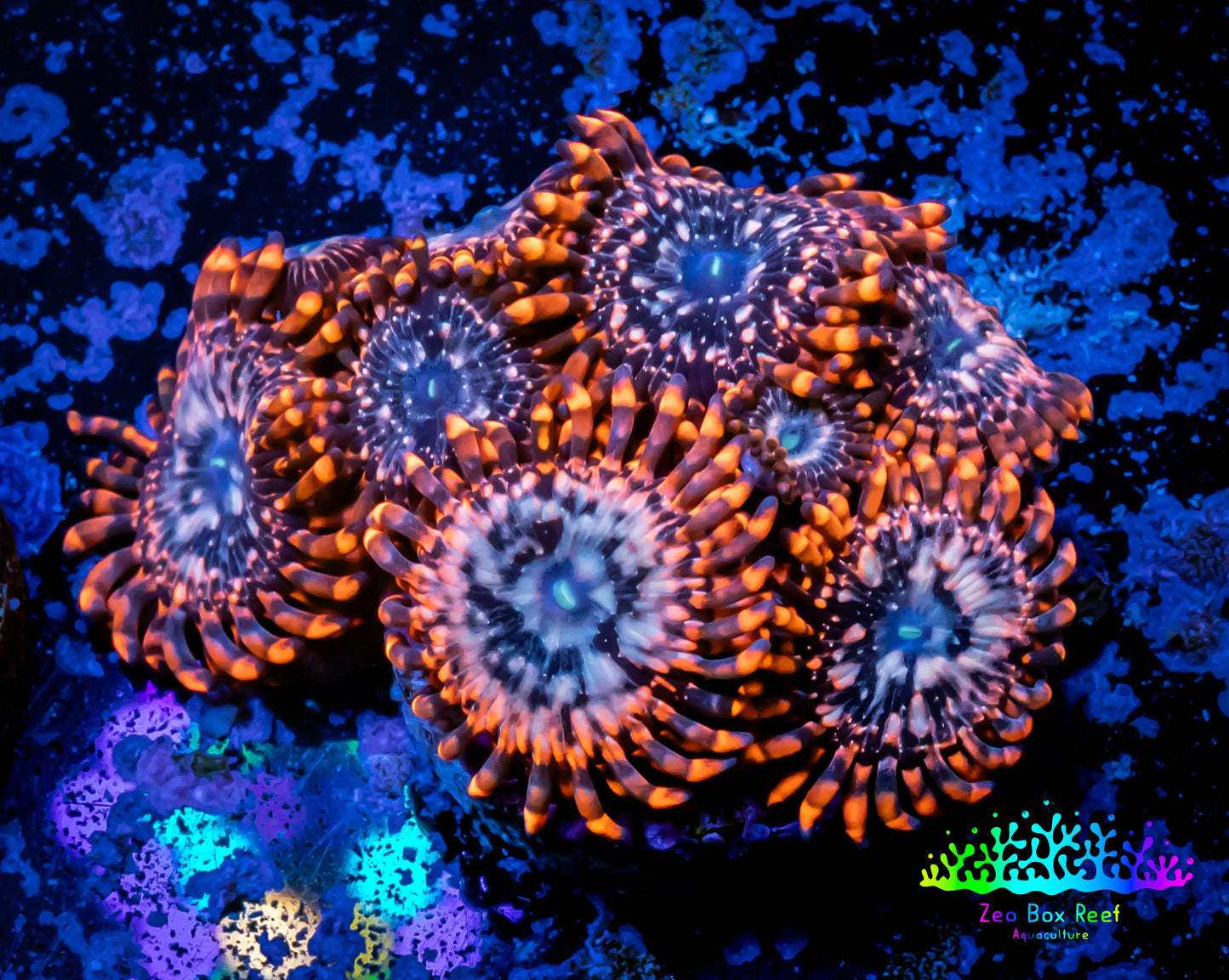 Zoanthid coral - Zoa Frag WYSIWYG D2R6B2 Zoanthid coral - Zoa Frag WYSIWYG D2R6B2 LPS Zoanthid coral - Zoa Frag WYSIWYG D2R6B2 Zeo Box Reef