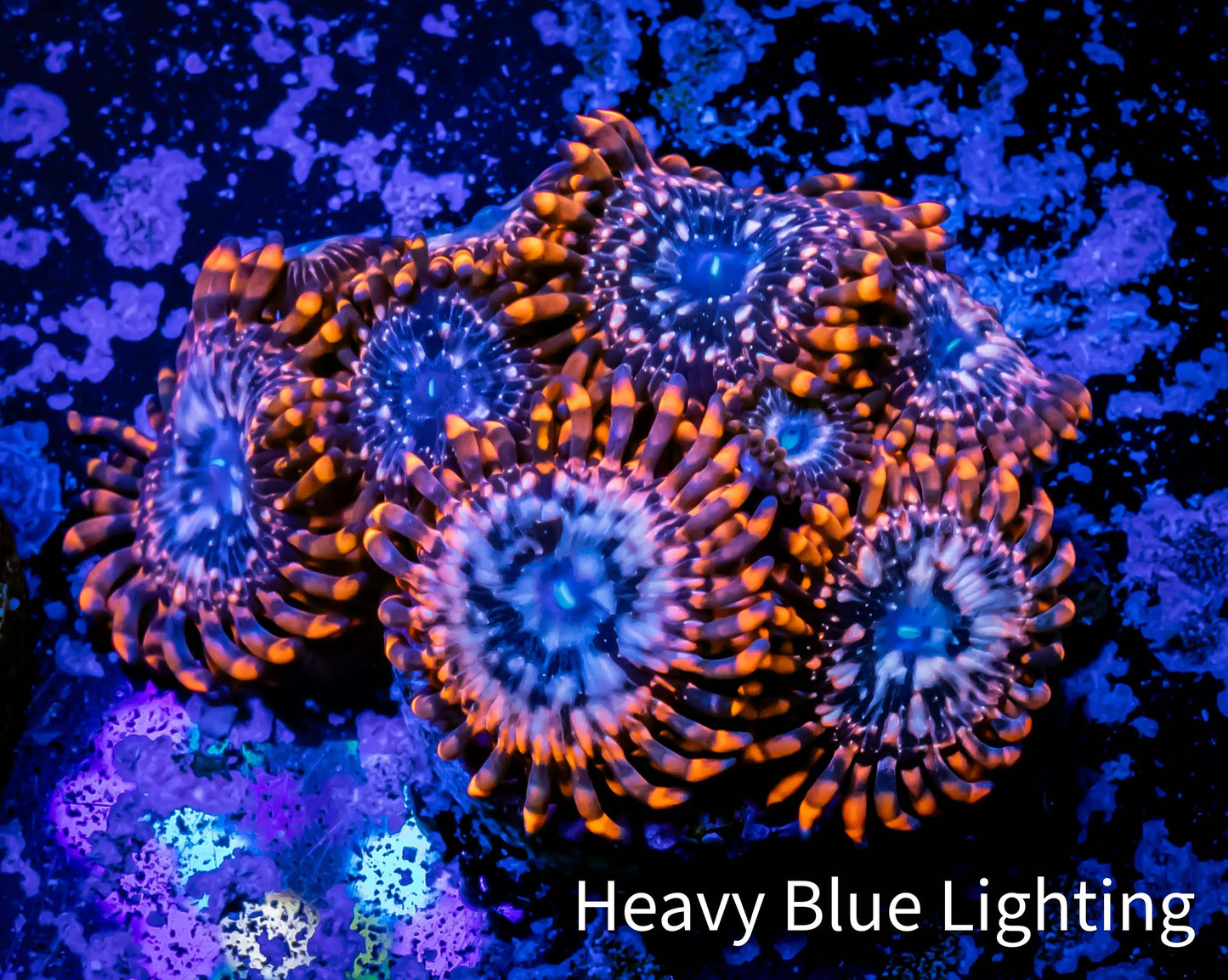 Zoanthid coral - Zoa Frag WYSIWYG D2R6B2 Zoanthid coral - Zoa Frag WYSIWYG D2R6B2 LPS Zoanthid coral - Zoa Frag WYSIWYG D2R6B2 Zeo Box Reef