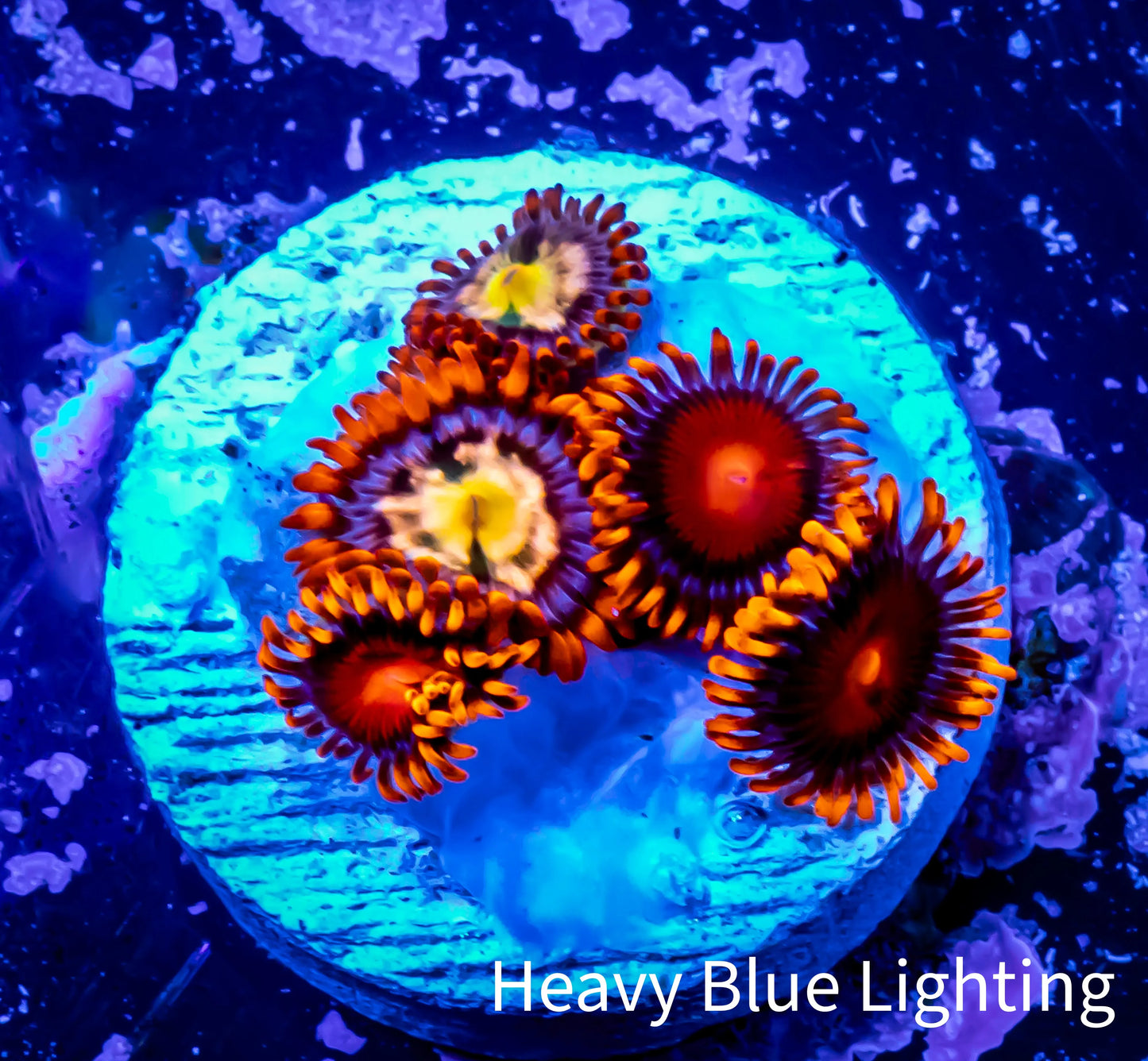 Zoanthid coral - Zoa Frag WYSIWYG D3R6B2 Zoanthid coral - Zoa Frag WYSIWYG D3R6B2 LPS Zoanthid coral - Zoa Frag WYSIWYG D3R6B2 Zeo Box Reef