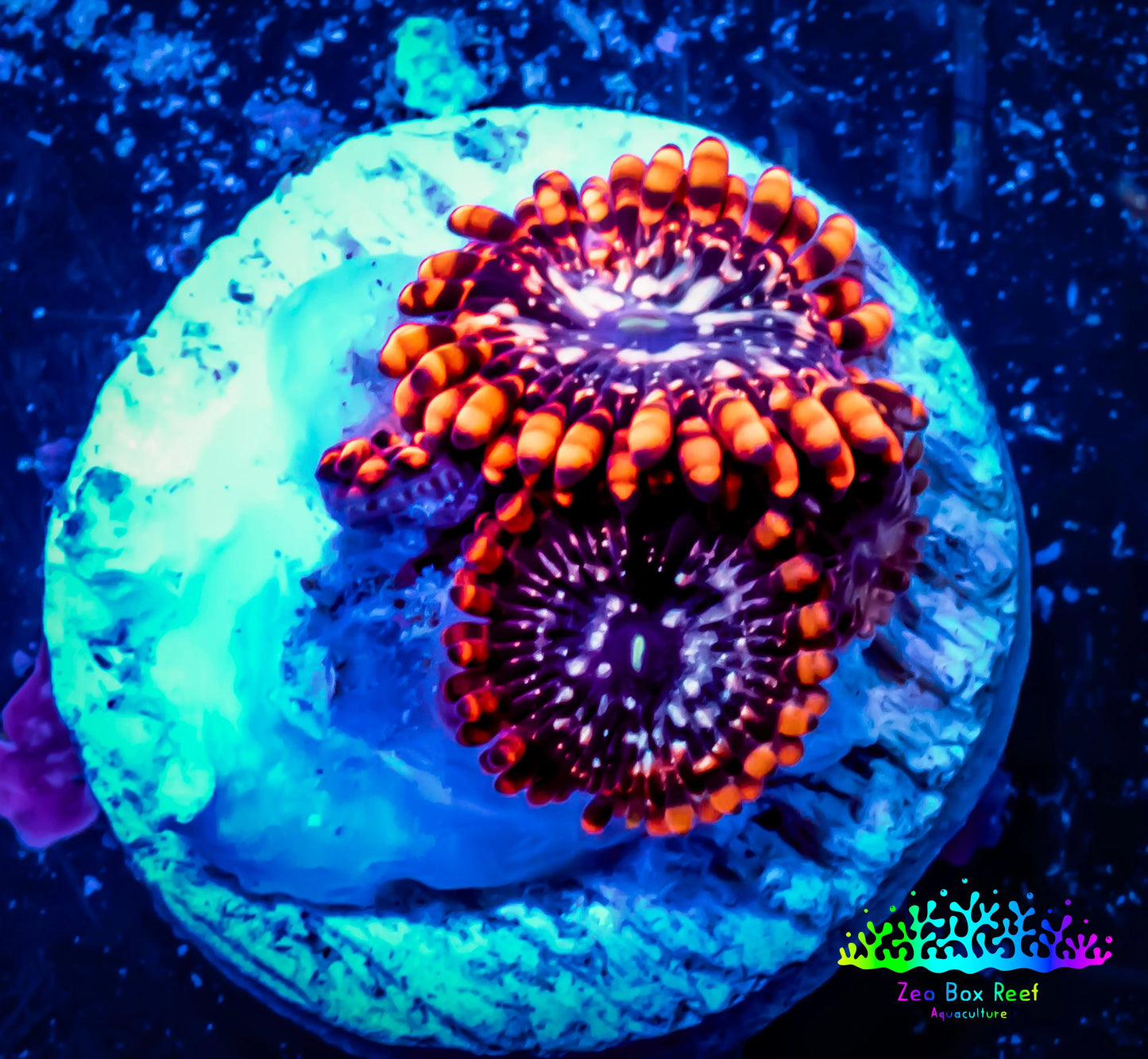 Zoanthid coral - Zoa Frag WYSIWYG D4R6B2 Zoanthid coral - Zoa Frag WYSIWYG D4R6B2 LPS Zoanthid coral - Zoa Frag WYSIWYG D4R6B2 Zeo Box Reef