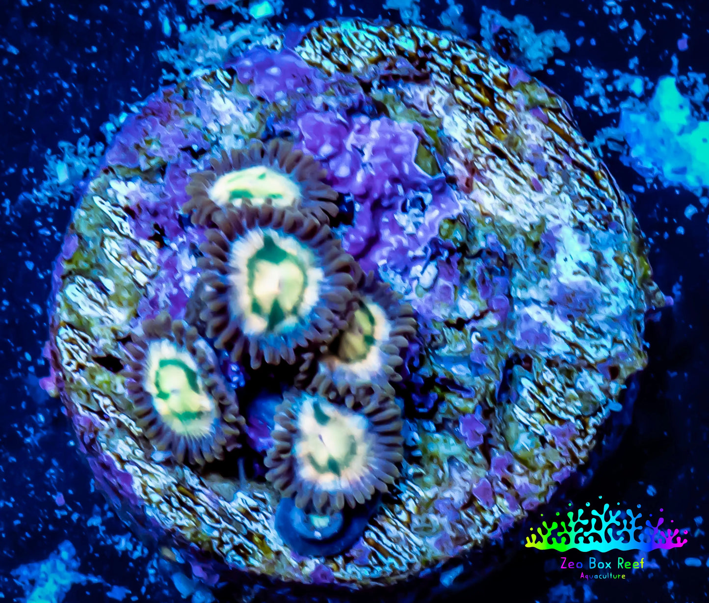 Zoanthid coral - Zoa Frag WYSIWYG D5R6B2 Zoanthid coral - Zoa Frag WYSIWYG D5R6B2 LPS Zoanthid coral - Zoa Frag WYSIWYG D5R6B2 Zeo Box Reef