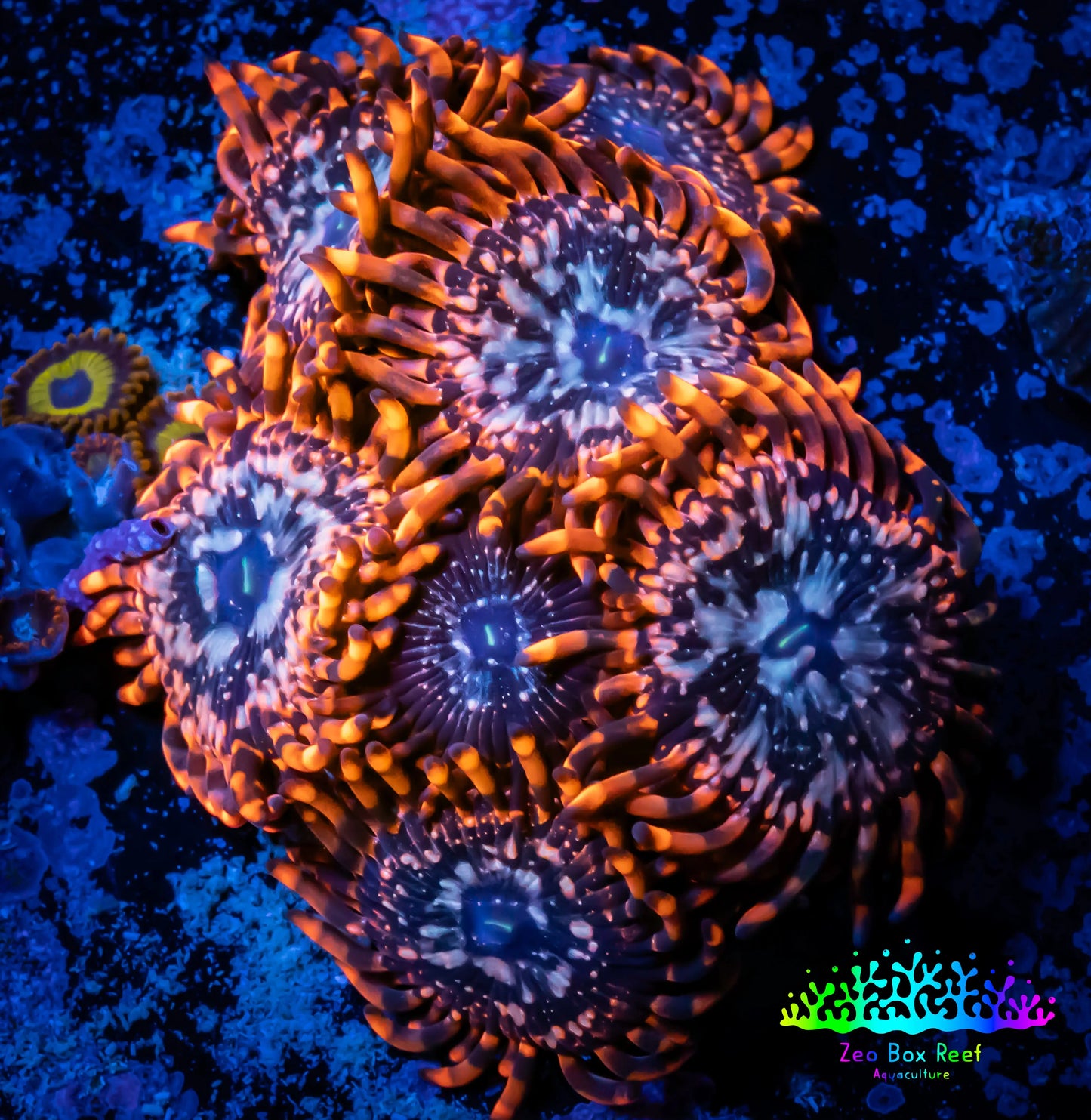 Zoanthid coral - Zoa Frag WYSIWYG D5R6B2 Zoanthid coral - Zoa Frag WYSIWYG D5R6B2 LPS Zoanthid coral - Zoa Frag WYSIWYG D5R6B2 Zeo Box Reef