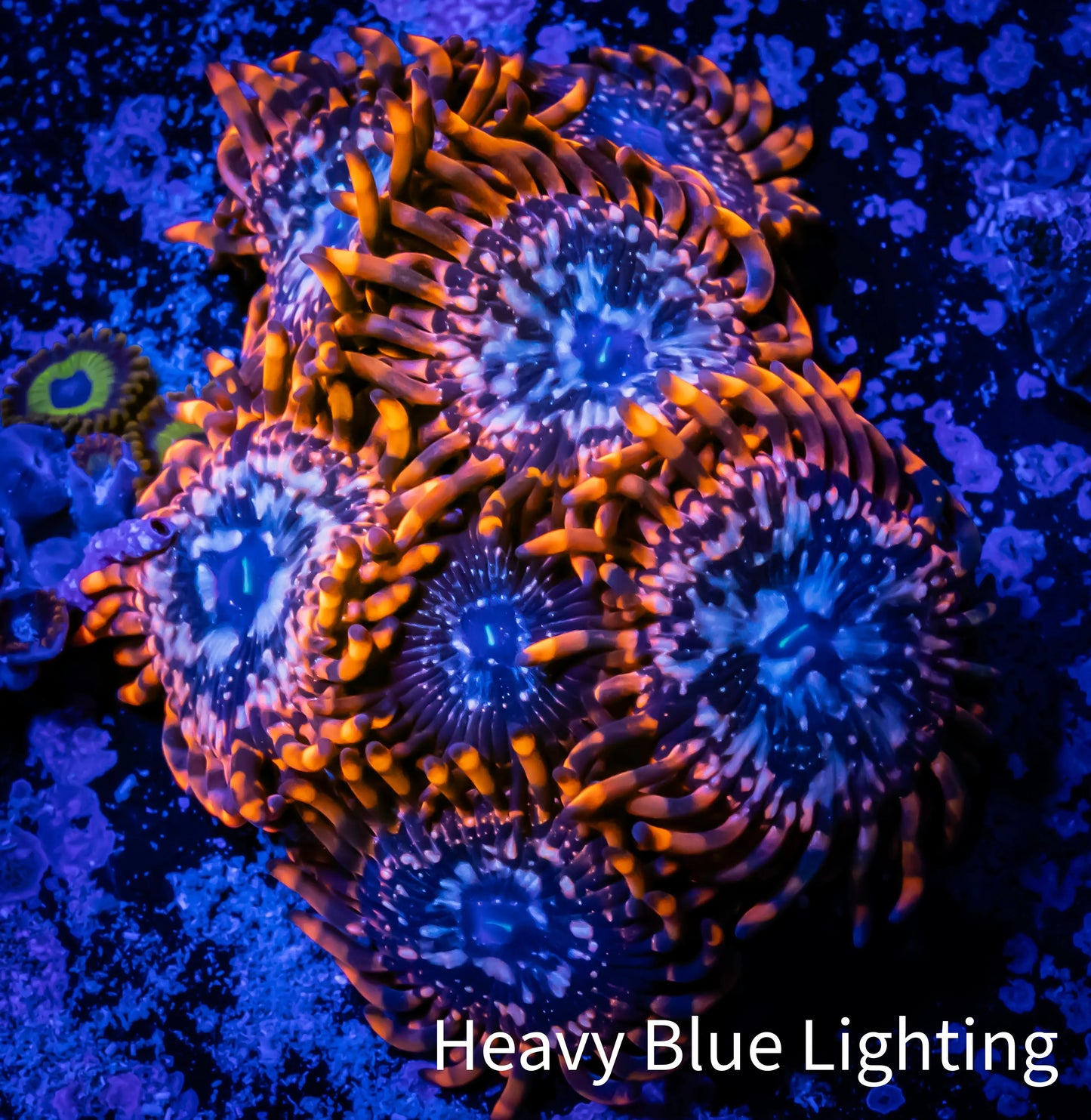 Zoanthid coral - Zoa Frag WYSIWYG D5R6B2 Zoanthid coral - Zoa Frag WYSIWYG D5R6B2 LPS Zoanthid coral - Zoa Frag WYSIWYG D5R6B2 Zeo Box Reef