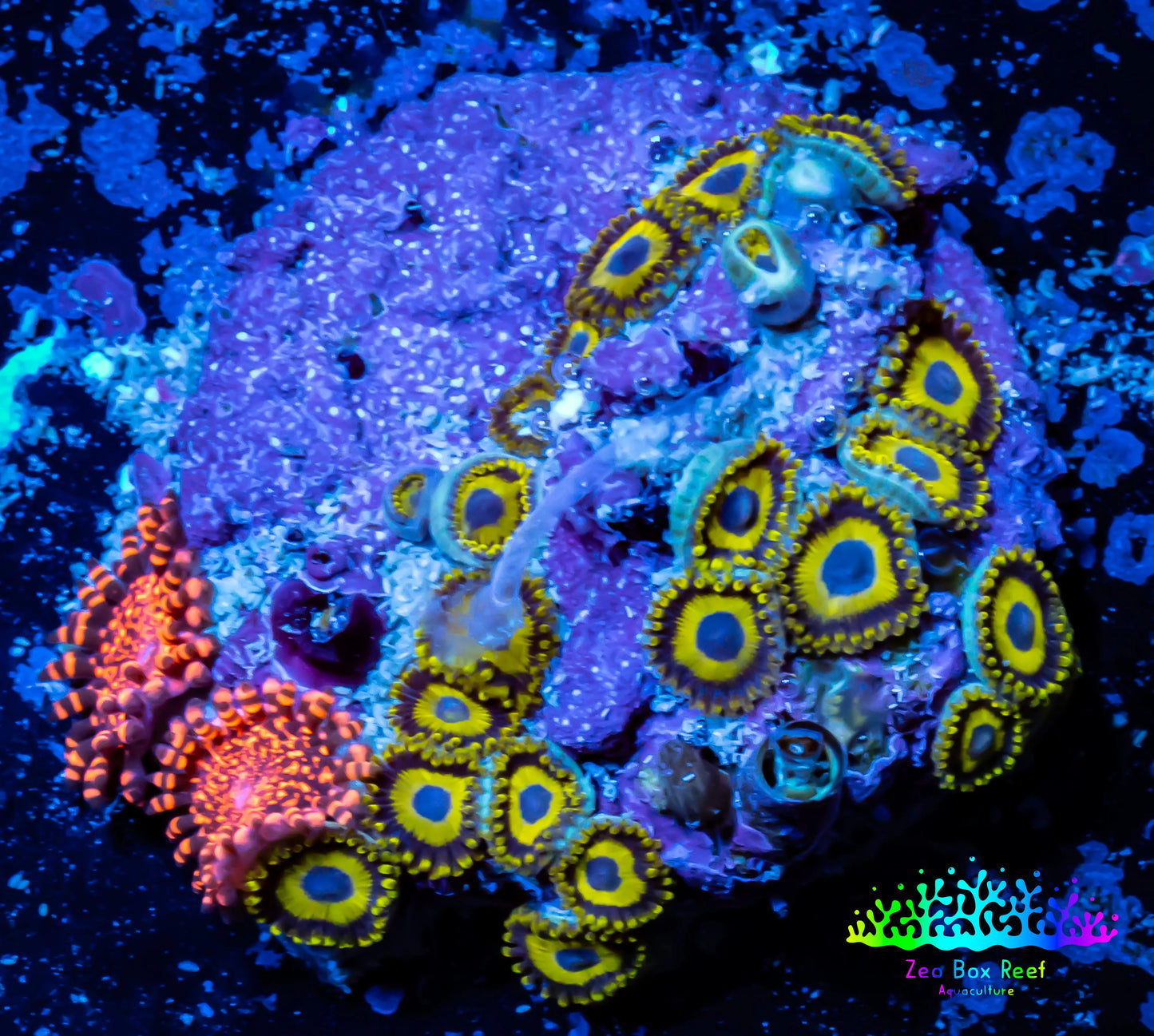 Zoanthid coral - Zoa Frag WYSIWYG D6R6B2 Zoanthid coral - Zoa Frag WYSIWYG D6R6B2 LPS Zoanthid coral - Zoa Frag WYSIWYG D6R6B2 Zeo Box Reef