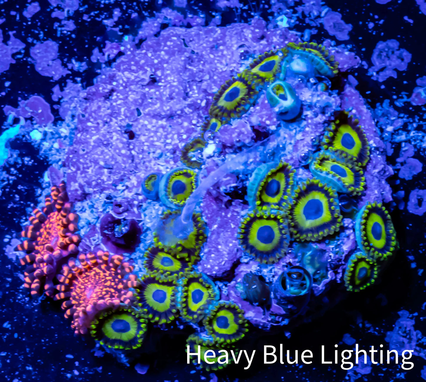 Zoanthid coral - Zoa Frag WYSIWYG D6R6B2 Zoanthid coral - Zoa Frag WYSIWYG D6R6B2 LPS Zoanthid coral - Zoa Frag WYSIWYG D6R6B2 Zeo Box Reef