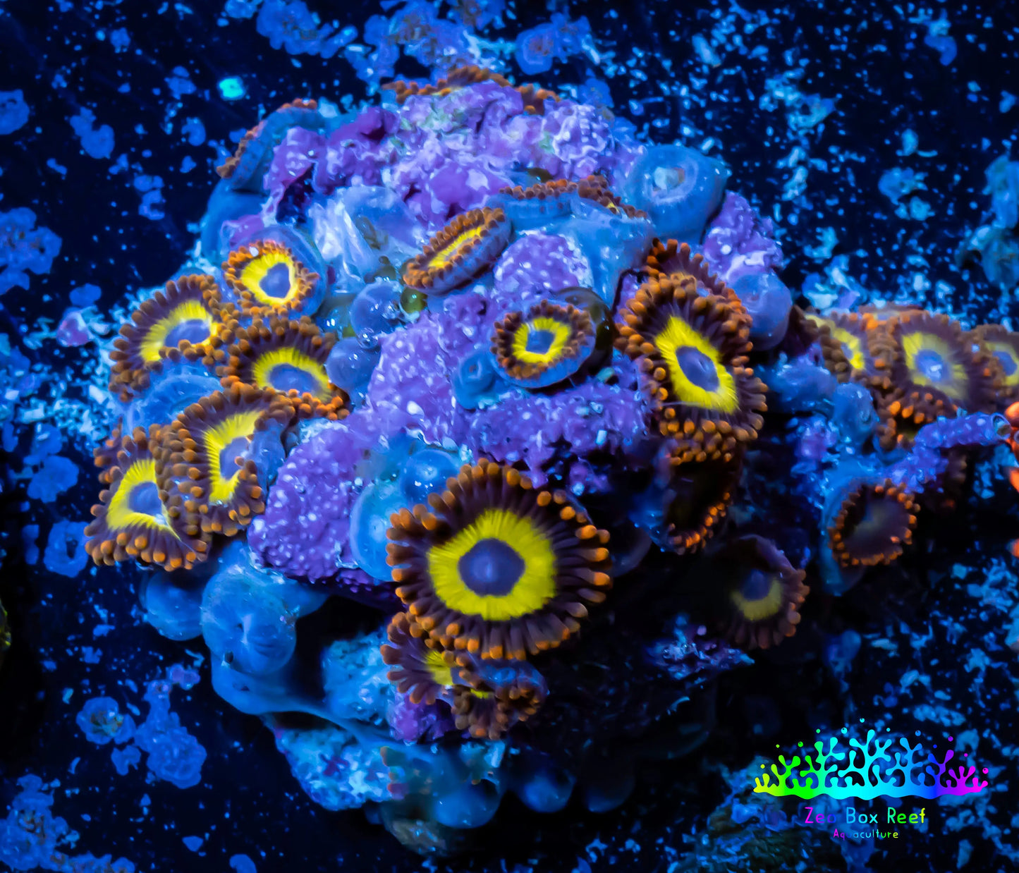 Zoanthid coral - Zoa Frag WYSIWYG D7R6B2 Zoanthid coral - Zoa Frag WYSIWYG D7R6B2 LPS Zoanthid coral - Zoa Frag WYSIWYG D7R6B2 Zeo Box Reef