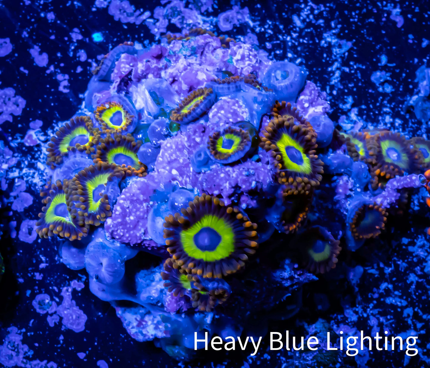 Zoanthid coral - Zoa Frag WYSIWYG D7R6B2 Zoanthid coral - Zoa Frag WYSIWYG D7R6B2 LPS Zoanthid coral - Zoa Frag WYSIWYG D7R6B2 Zeo Box Reef