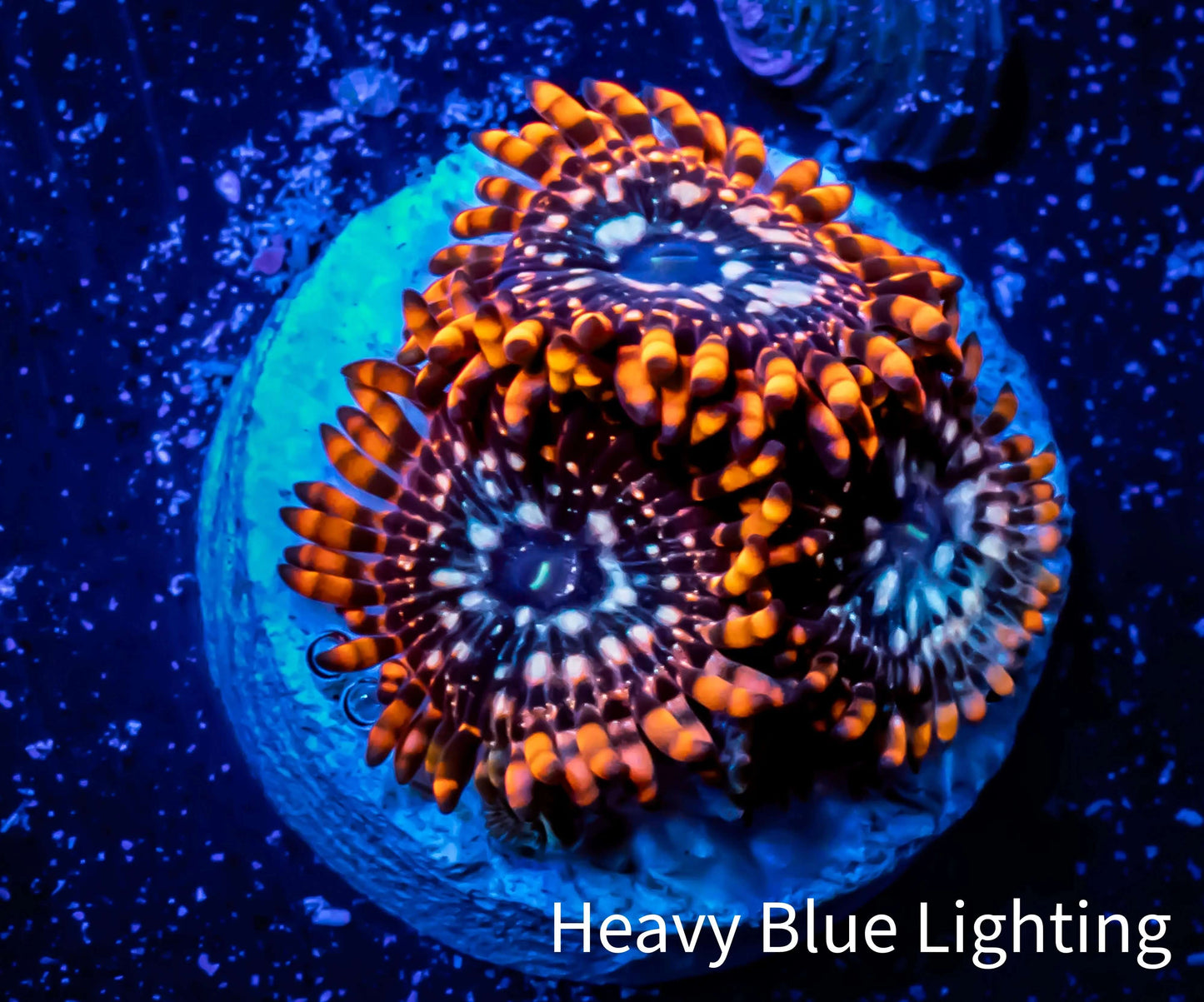 Zoanthid coral - Zoa Frag WYSIWYG D9R6B2 Zoanthid coral - Zoa Frag WYSIWYG D9R6B2 LPS Zoanthid coral - Zoa Frag WYSIWYG D9R6B2 Zeo Box Reef