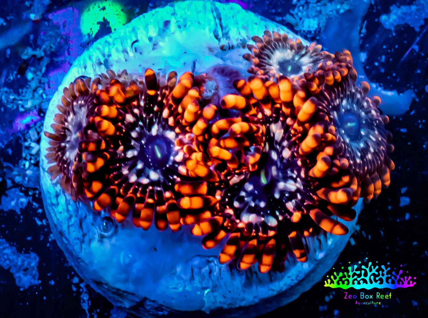 Zoanthid coral - Zoa Frag WYSIWYG E1R6B2 Zoanthid coral - Zoa Frag WYSIWYG E1R6B2 LPS Zoanthid coral - Zoa Frag WYSIWYG E1R6B2 Zeo Box Reef