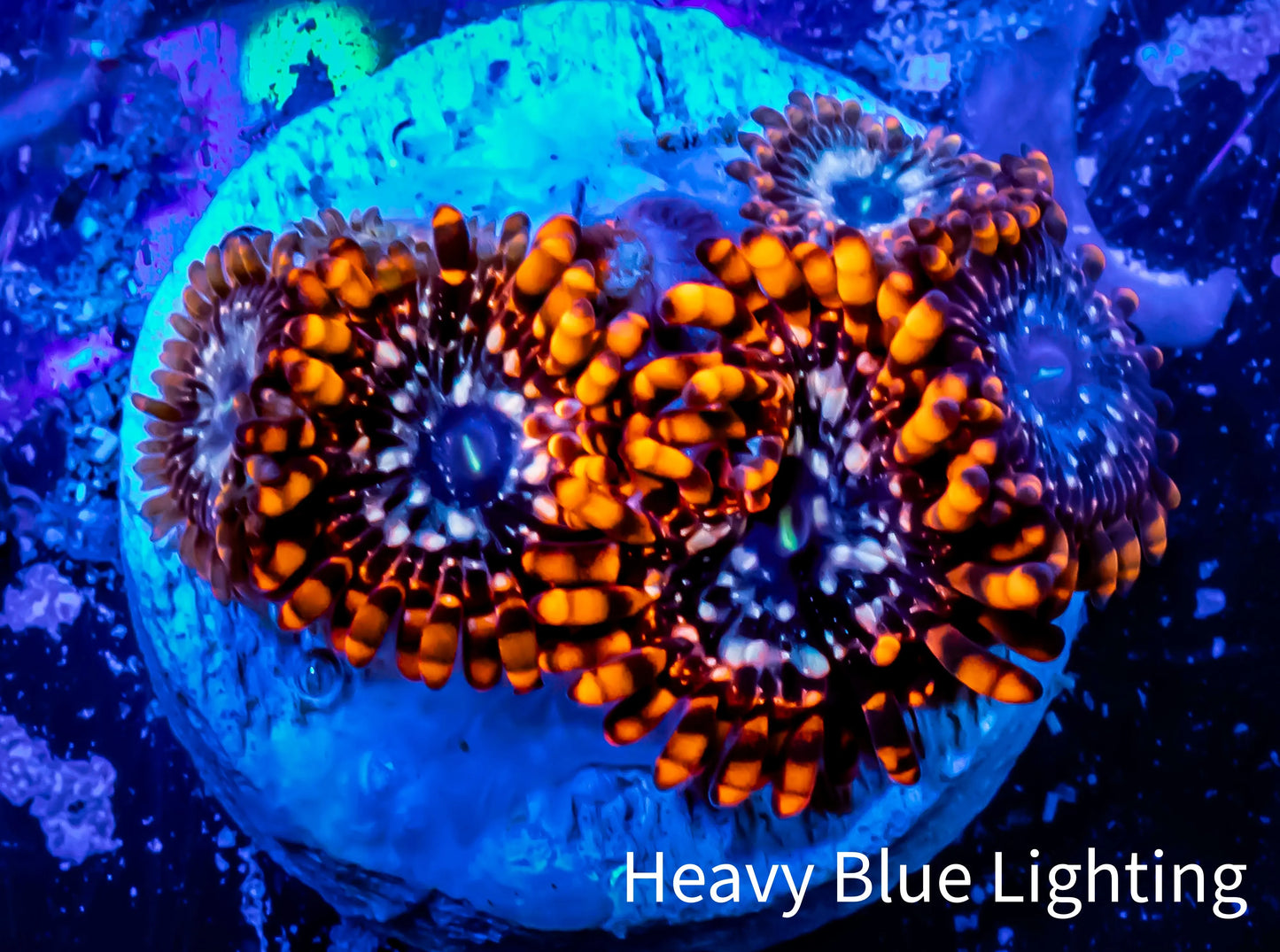 Zoanthid coral - Zoa Frag WYSIWYG E1R6B2 Zoanthid coral - Zoa Frag WYSIWYG E1R6B2 LPS Zoanthid coral - Zoa Frag WYSIWYG E1R6B2 Zeo Box Reef