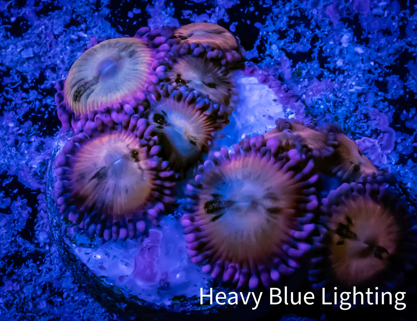 Zoanthid coral - Zoa Frag WYSIWYG E3R6B2 Zoanthid coral - Zoa Frag WYSIWYG E3R6B2 LPS Zoanthid coral - Zoa Frag WYSIWYG E3R6B2 Zeo Box Reef