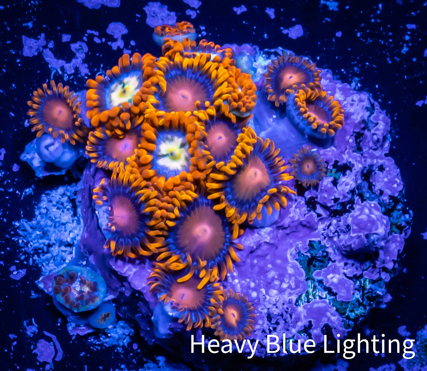 Zoanthid coral - Zoa Frag WYSIWYG d4R6B2 Zoanthid coral - Zoa Frag WYSIWYG d4R6B2 LPS Zoanthid coral - Zoa Frag WYSIWYG d4R6B2 Zeo Box Reef