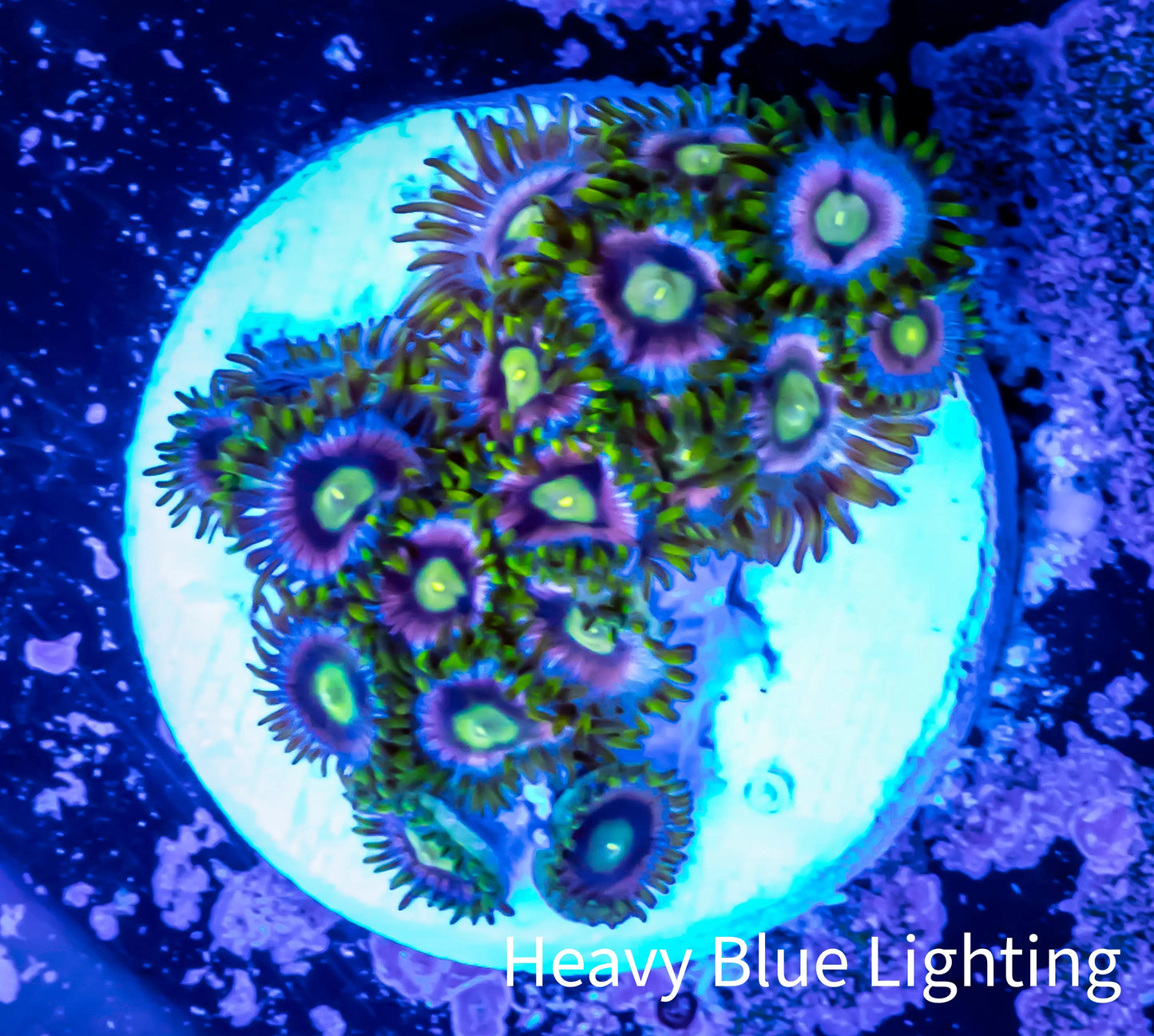 Zoanthid coral - Zoa Frag Zoanthid coral - Zoa Frag LPS Zoanthid coral - Zoa Frag Zeo Box Reef