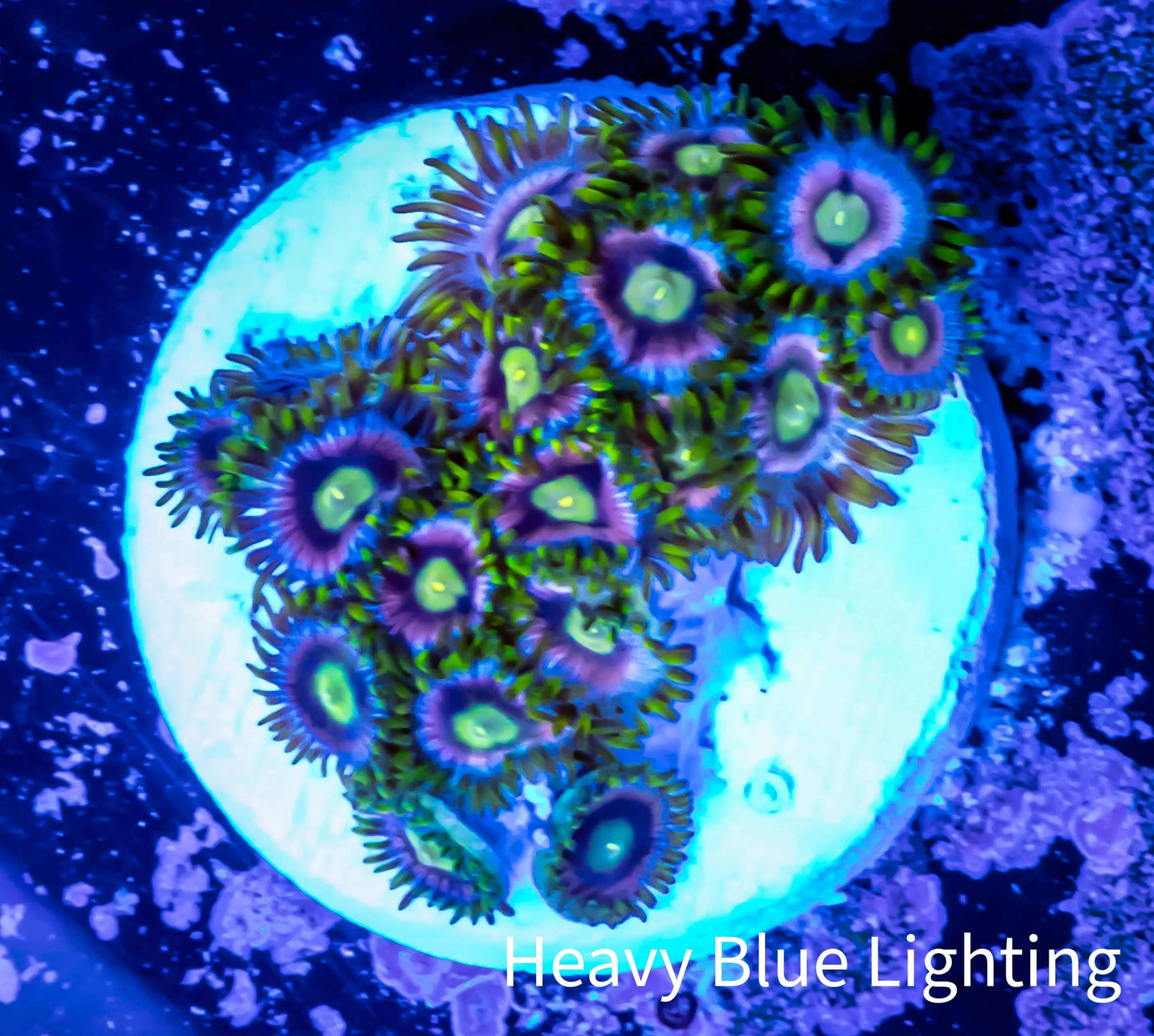 Zoanthid coral - Zoa Frag Zoanthid coral - Zoa Frag LPS Zoanthid coral - Zoa Frag Zeo Box Reef
