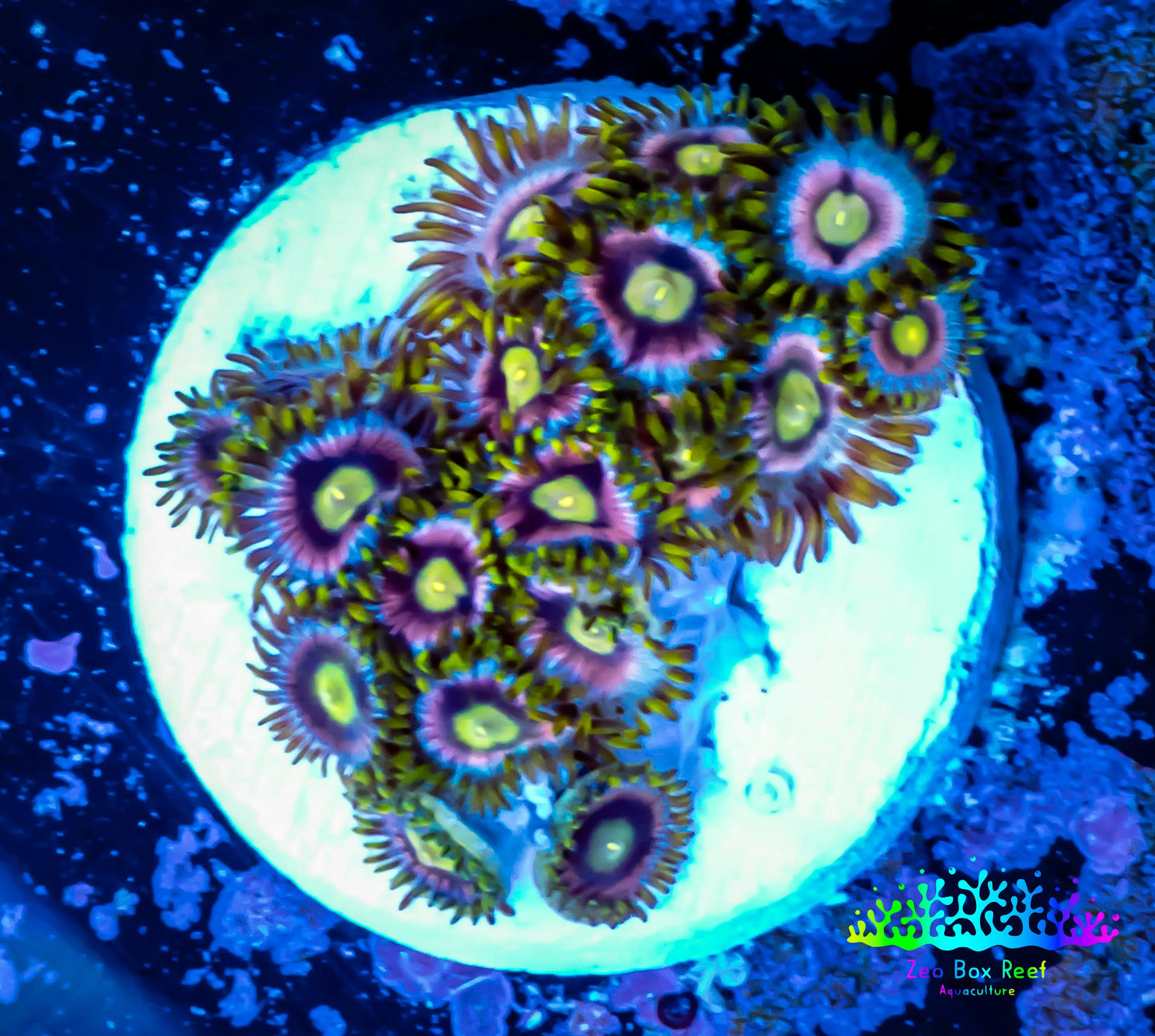 Zoanthid coral - Zoa Frag Zoanthid coral - Zoa Frag LPS Zoanthid coral - Zoa Frag Zeo Box Reef