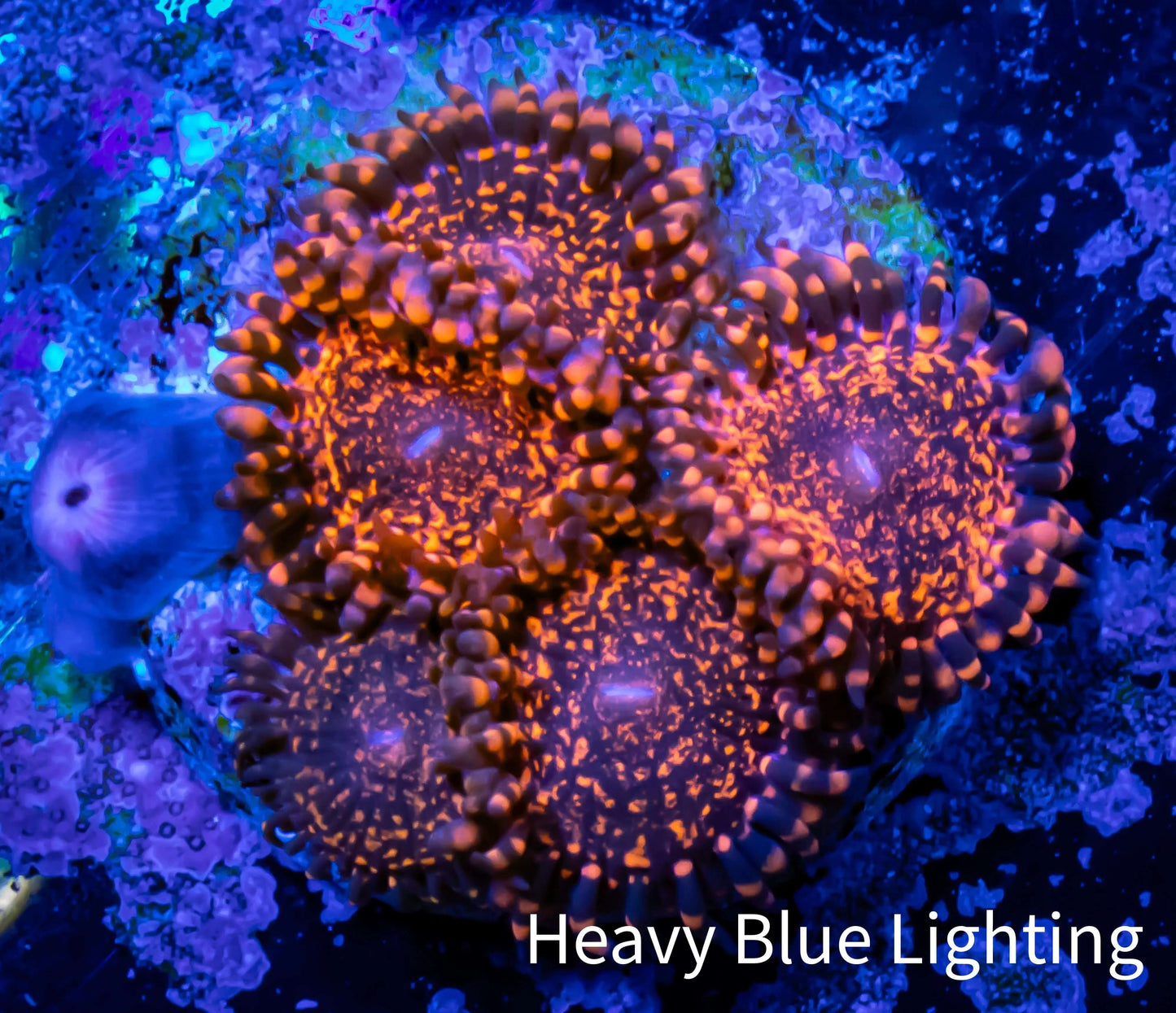 Zoanthid coral - Zoa and Morph Frag WYSIWYG E3R6B2 Zoanthid coral - Zoa and Morph Frag WYSIWYG E3R6B2 LPS Zoanthid coral - Zoa and Morph Frag WYSIWYG E3R6B2 Zeo Box Reef