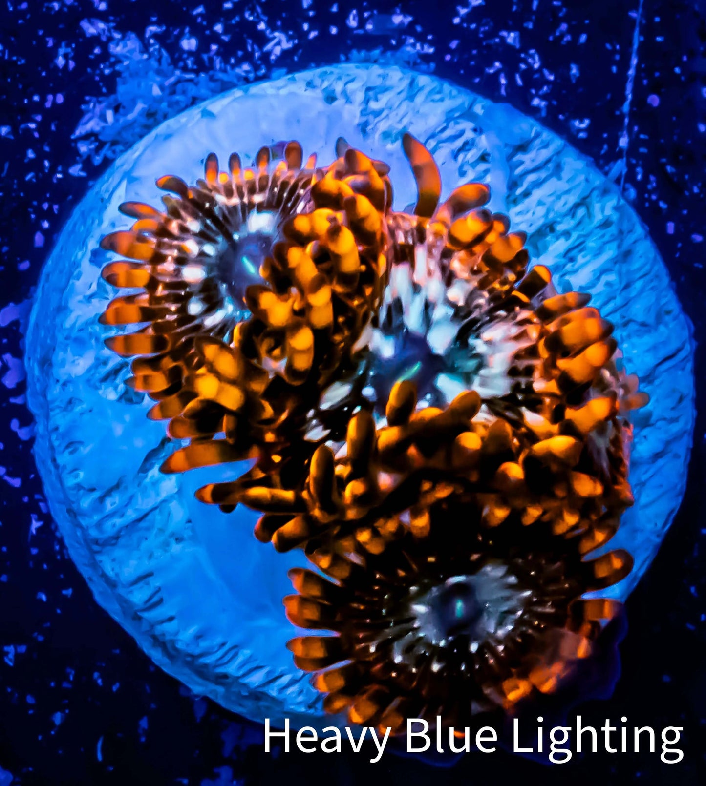 Zoanthid coral - Zoa and Morph Frag WYSIWYG E6R6B2 Zoanthid coral - Zoa and Morph Frag WYSIWYG E6R6B2 LPS Zoanthid coral - Zoa and Morph Frag WYSIWYG E6R6B2 Zeo Box Reef