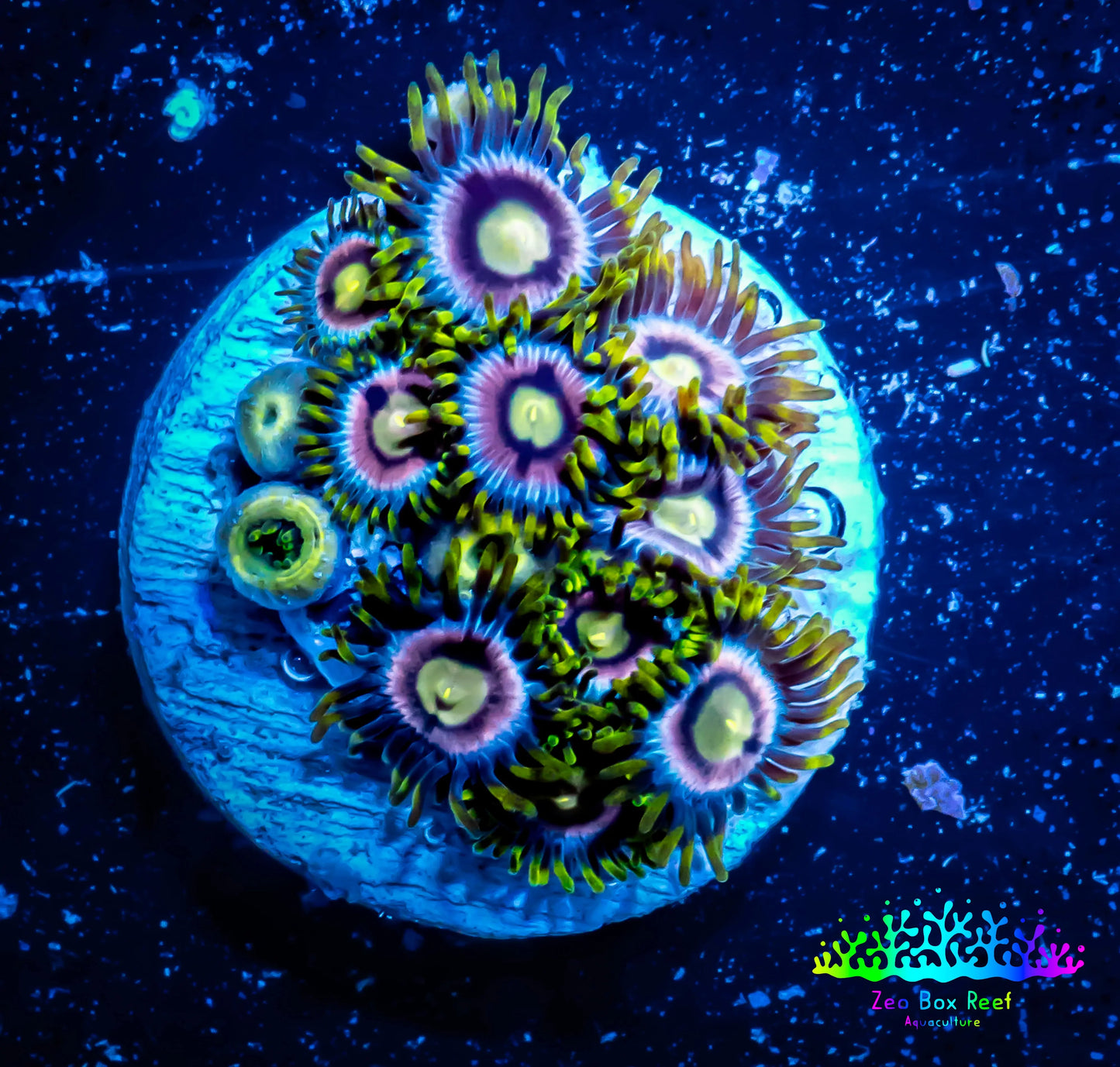 Zoanthid coral - Zoa and Morph Frag WYSIWYG E7R6B2 Zoanthid coral - Zoa and Morph Frag WYSIWYG E7R6B2 LPS Zoanthid coral - Zoa and Morph Frag WYSIWYG E7R6B2 Zeo Box Reef
