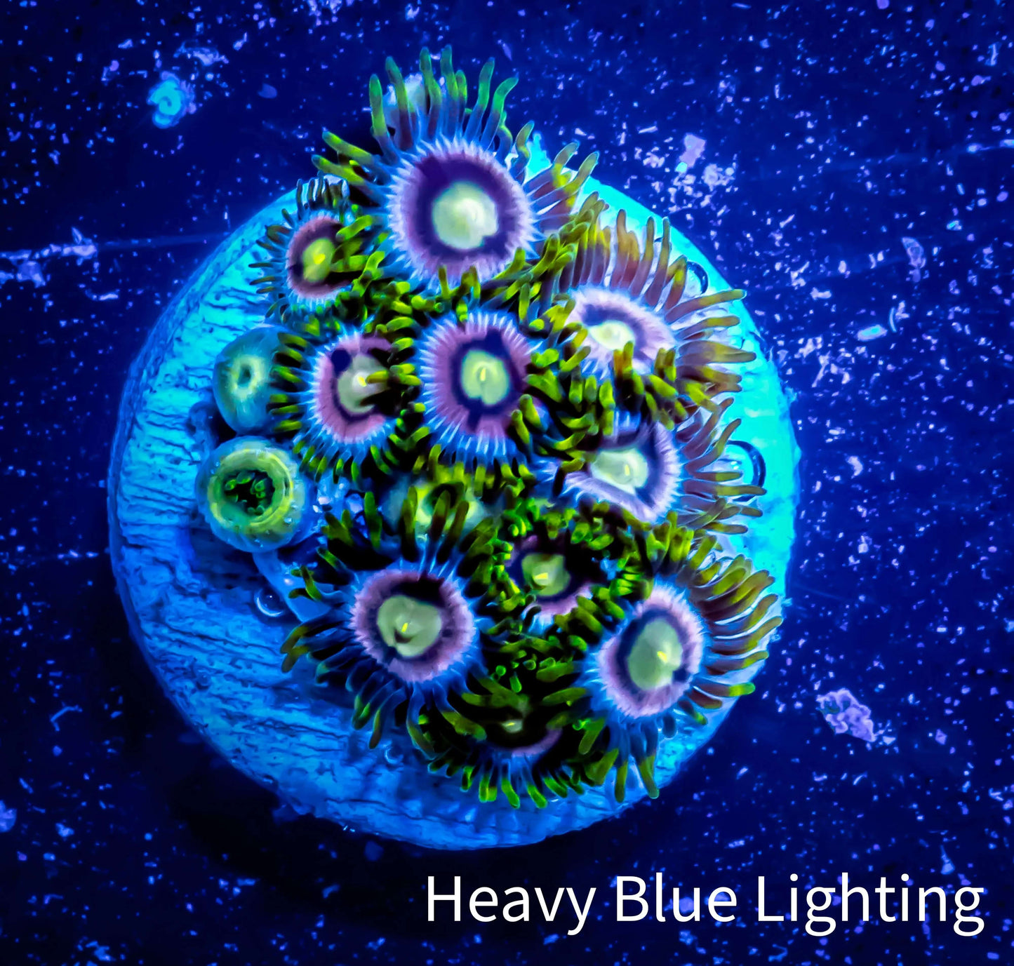 Zoanthid coral - Zoa and Morph Frag WYSIWYG E7R6B2 Zoanthid coral - Zoa and Morph Frag WYSIWYG E7R6B2 LPS Zoanthid coral - Zoa and Morph Frag WYSIWYG E7R6B2 Zeo Box Reef