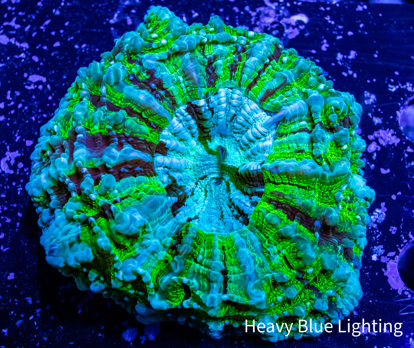 aa aa LPS Coral aa Zeo Box Reef