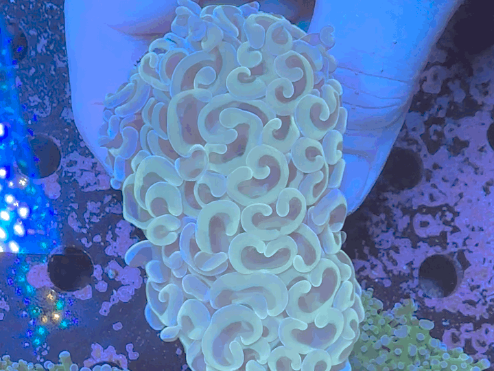 Ultra Gold Hammer Coral - WYSIWYG 8cm
