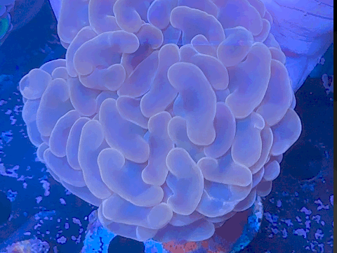 Hammer Coral - Ultra Jelly Bean Tip WYSIWYG 8cm