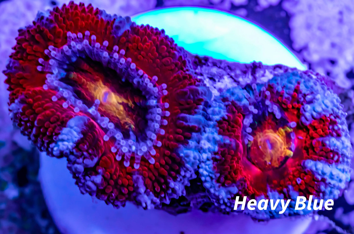 Acan Coral - Micromussa Lordhowensis - Ultra Acan Frag WYSIWYG Acan Coral - Micromussa Lordhowensis - Ultra Acan Frag WYSIWYG LPS Acan Coral - Micromussa Lordhowensis - Ultra Acan Frag WYSIWYG Zeo Box Reef