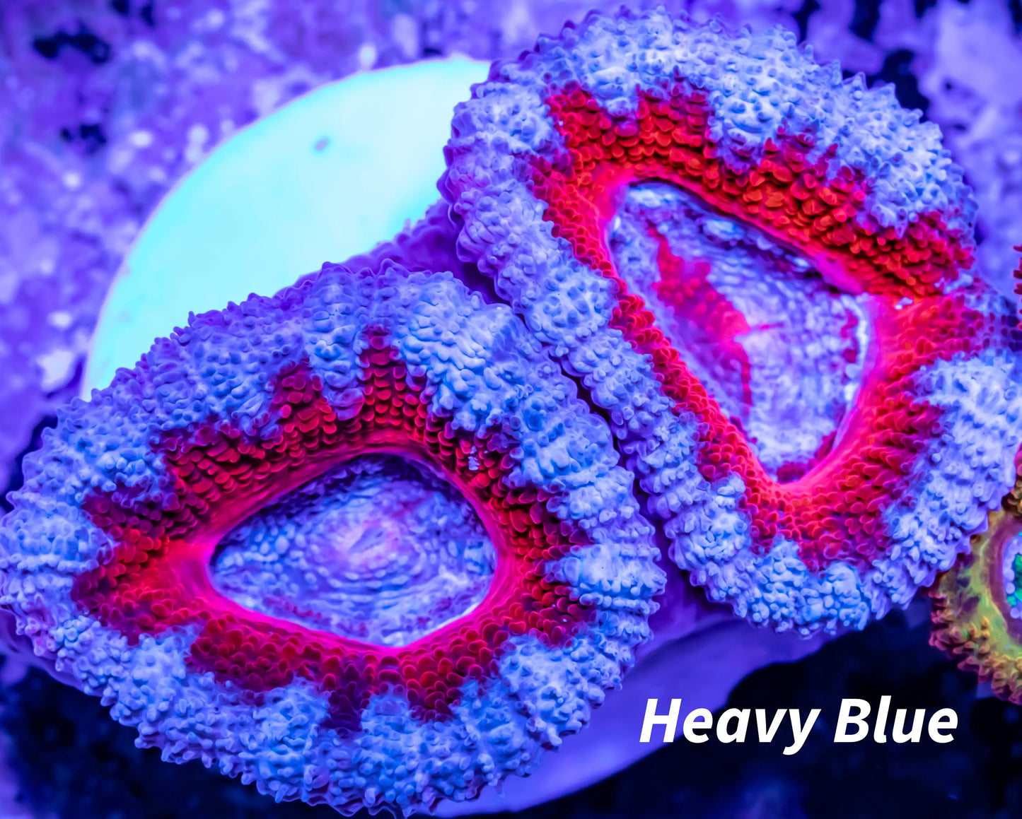 Acan Coral - Micromussa Lordhowensis - Ultra Acan Frag WYSIWYG Acan Coral - Micromussa Lordhowensis - Ultra Acan Frag WYSIWYG LPS Acan Coral - Micromussa Lordhowensis - Ultra Acan Frag WYSIWYG Zeo Box Reef