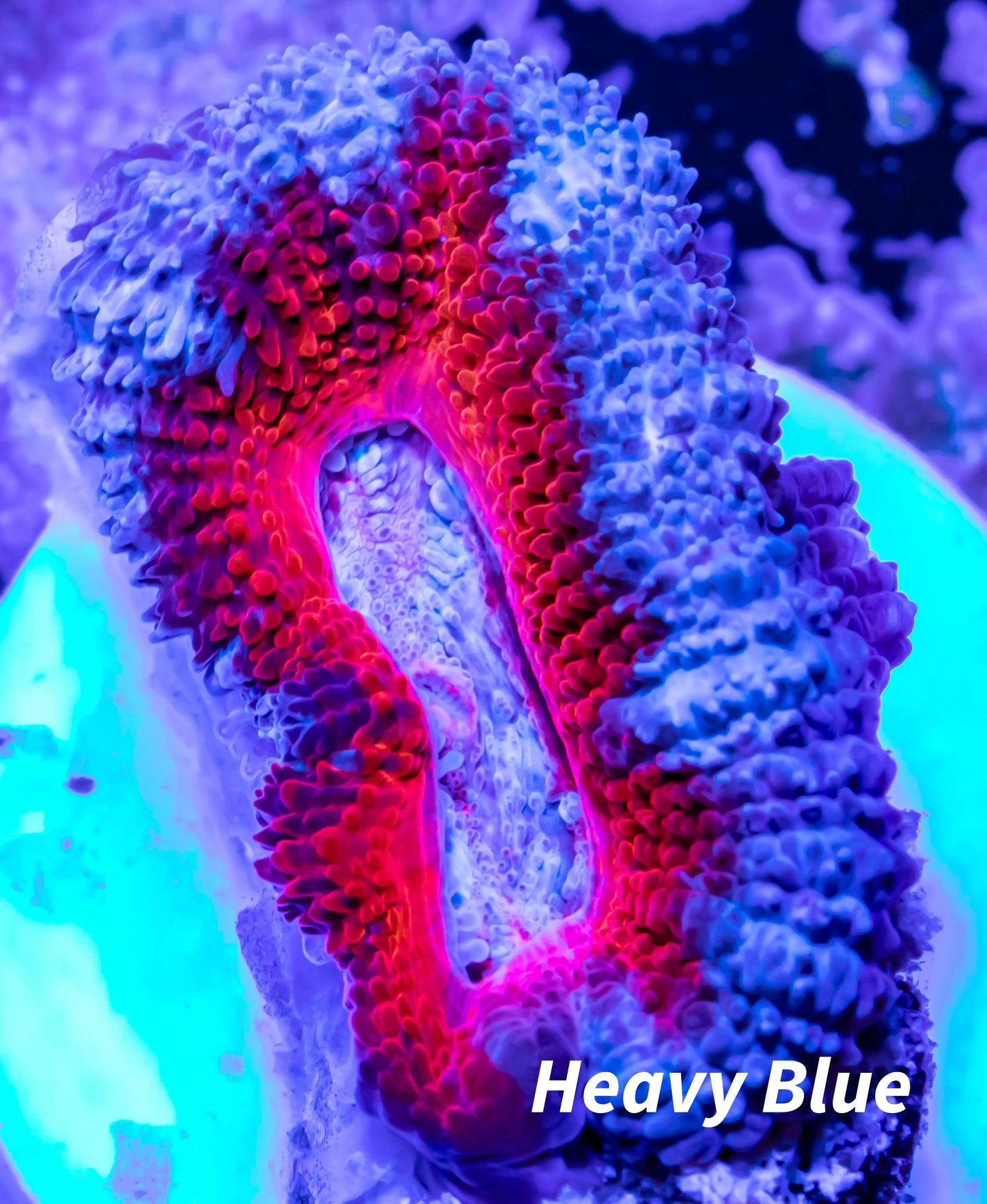 Acan Coral - Micromussa Lordhowensis - Ultra Acan Frag WYSIWYG Acan Coral - Micromussa Lordhowensis - Ultra Acan Frag WYSIWYG LPS Acan Coral - Micromussa Lordhowensis - Ultra Acan Frag WYSIWYG Zeo Box Reef