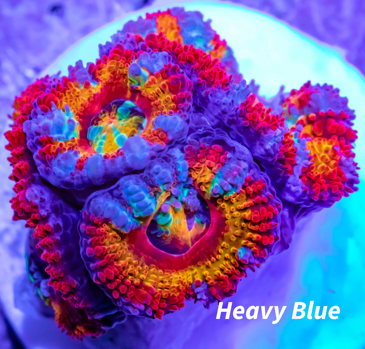 Acan Coral - Micromussa Lordhowensis - Ultra Rainbow Acan Frag WYSIWYG Acan Coral - Micromussa Lordhowensis - Ultra Rainbow Acan Frag WYSIWYG LPS Acan Coral - Micromussa Lordhowensis - Ultra Rainbow Acan Frag WYSIWYG Zeo Box Reef