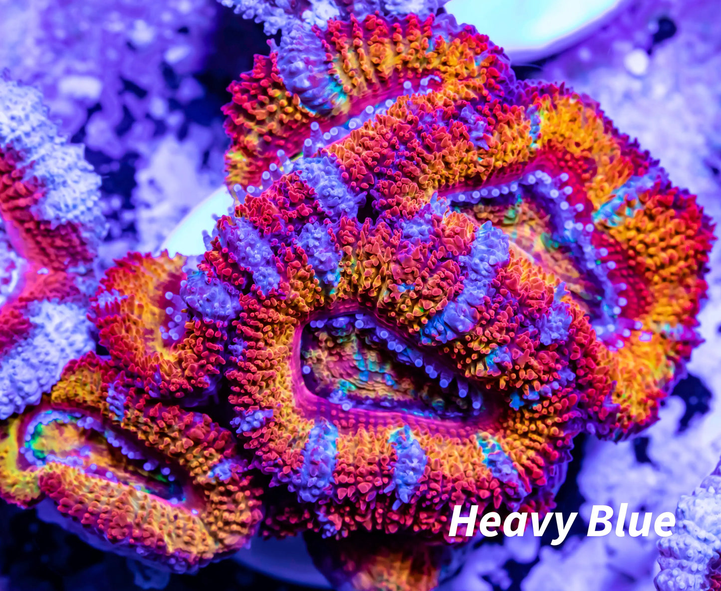 Acan Coral - Micromussa Lordhowensis - Ultra Rainbow Acan Frag WYSIWYG Acan Coral - Micromussa Lordhowensis - Ultra Rainbow Acan Frag WYSIWYG LPS Acan Coral - Micromussa Lordhowensis - Ultra Rainbow Acan Frag WYSIWYG Zeo Box Reef
