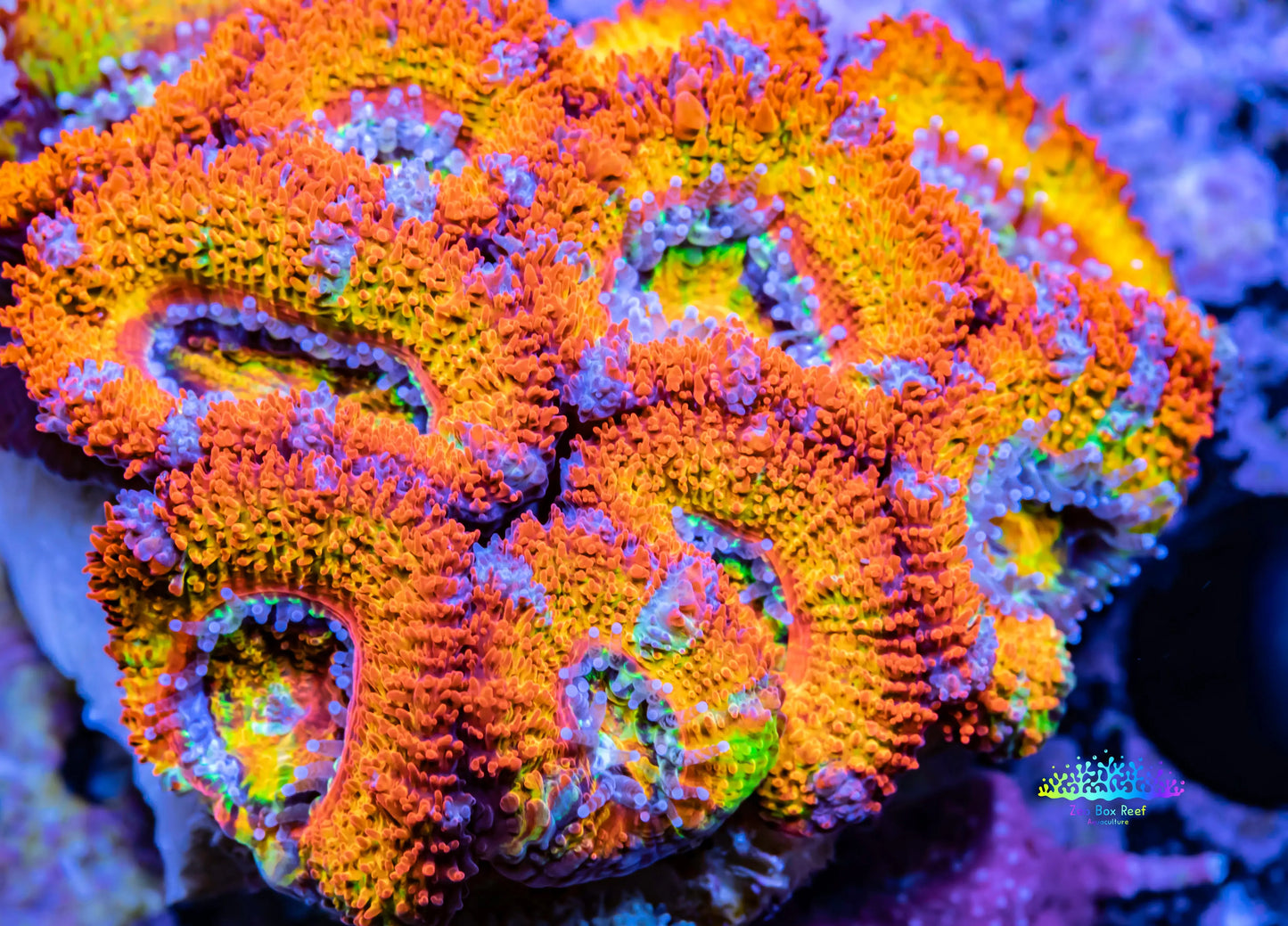 Acan Coral - Micromussa Lordhowensis - Ultra Rainbow Acan WYSIWYG 4cm Acan Coral - Micromussa Lordhowensis - Ultra Rainbow Acan WYSIWYG 4cm LPS Coral Acan Coral - Micromussa Lordhowensis - Ultra Rainbow Acan WYSIWYG 4cm Zeo Box Reef