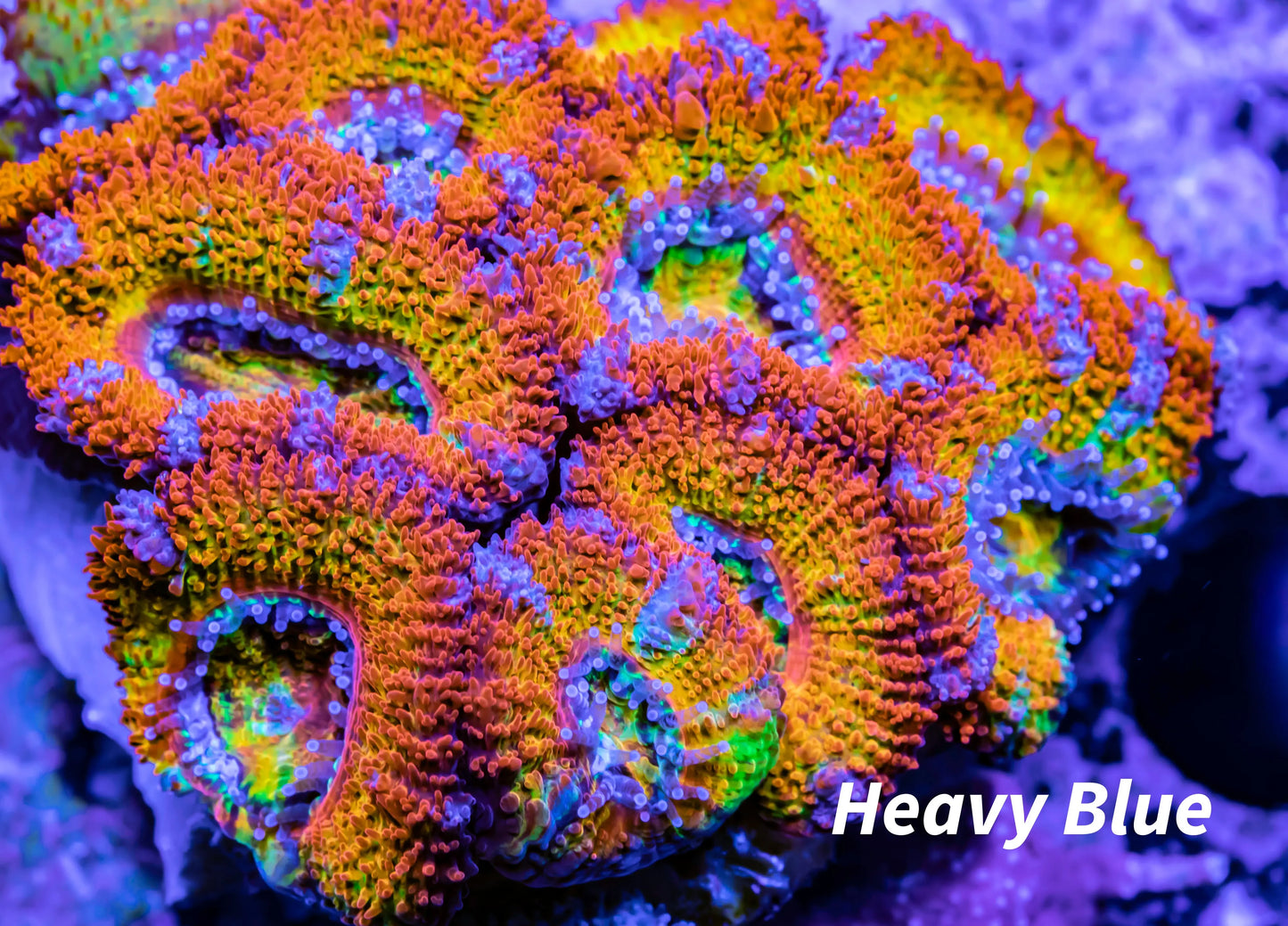 Acan Coral - Micromussa Lordhowensis - Ultra Rainbow Acan WYSIWYG 4cm Acan Coral - Micromussa Lordhowensis - Ultra Rainbow Acan WYSIWYG 4cm LPS Coral Acan Coral - Micromussa Lordhowensis - Ultra Rainbow Acan WYSIWYG 4cm Zeo Box Reef