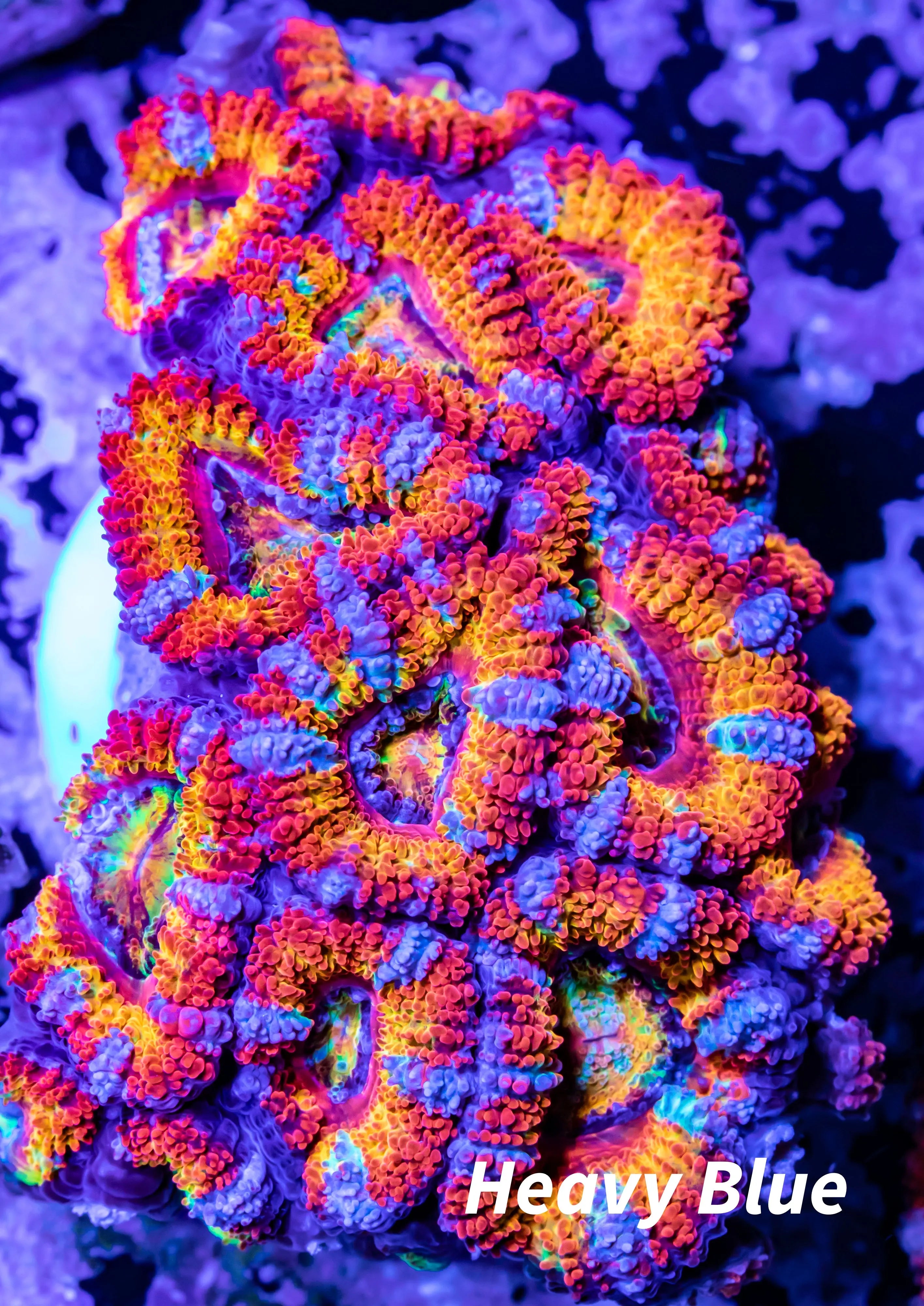 Stunning Acan coral for Sale Elevate Your Reef Tank with Zeo Box