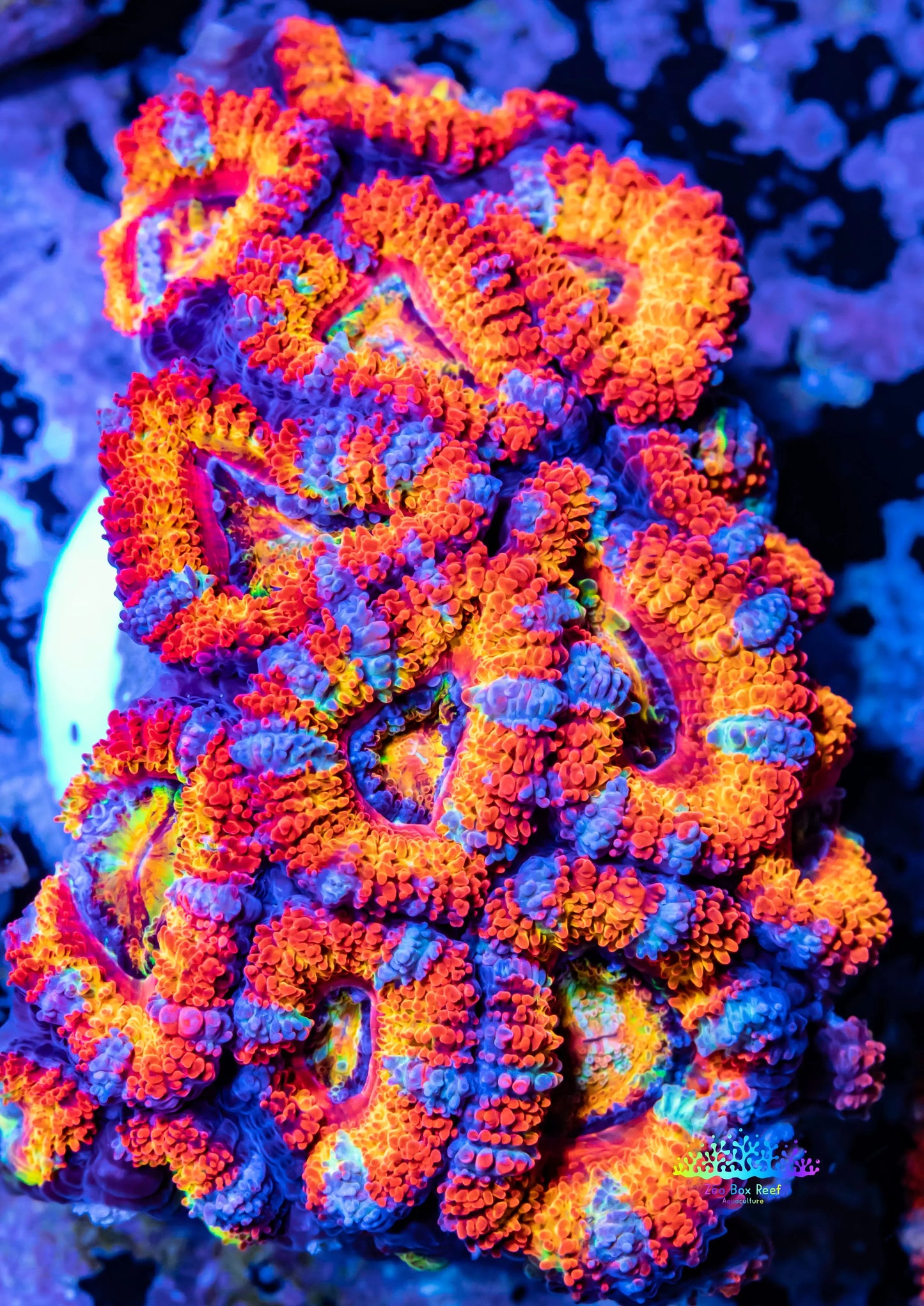 Acan Coral - Micromussa Lordhowensis - Ultra Rainbow Acan WYSIWYG 5cm Acan Coral - Micromussa Lordhowensis - Ultra Rainbow Acan WYSIWYG 5cm LPS Coral Acan Coral - Micromussa Lordhowensis - Ultra Rainbow Acan WYSIWYG 5cm Zeo Box Reef