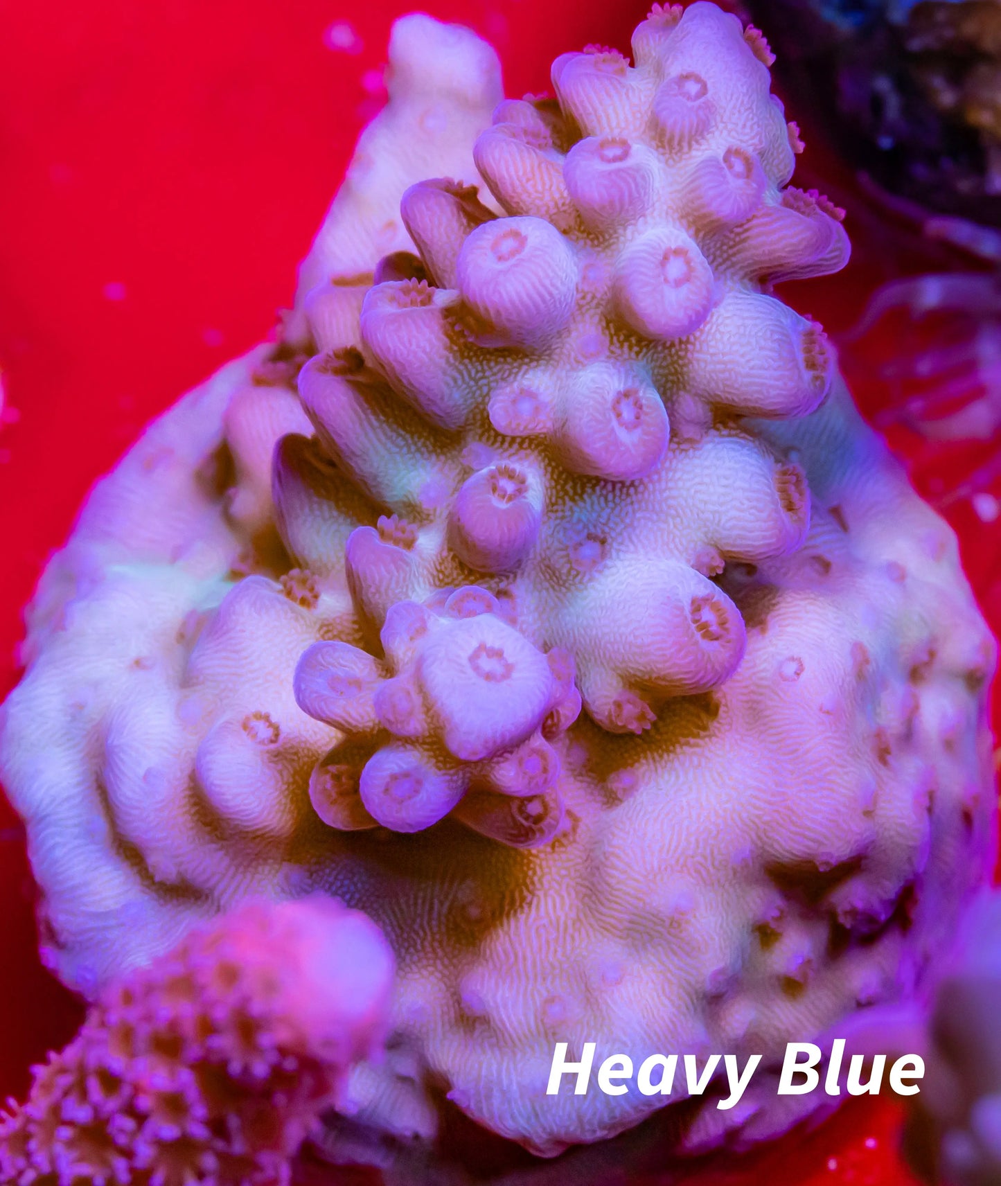 Acropora Cora Frag - Acro Frag WYSIWYG Acropora Cora Frag - Acro Frag WYSIWYG SPS Acropora Cora Frag - Acro Frag WYSIWYG Zeo Box Reef
