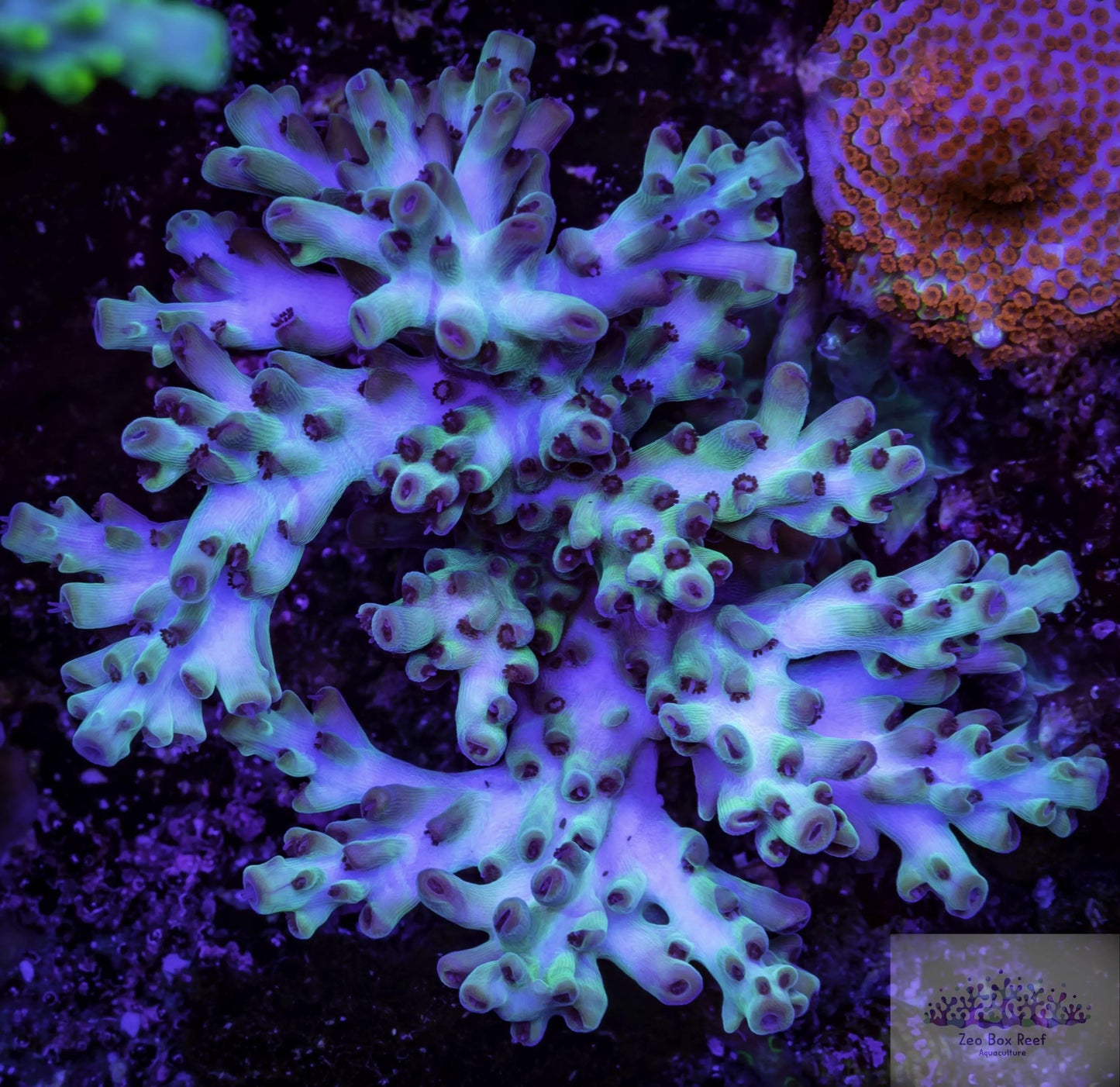 Acropora Coral- SPS Frag- Blue Balls Acropora Coral- SPS Frag- Blue Balls SPS Acropora Coral- SPS Frag- Blue Balls Zeo Box Reef