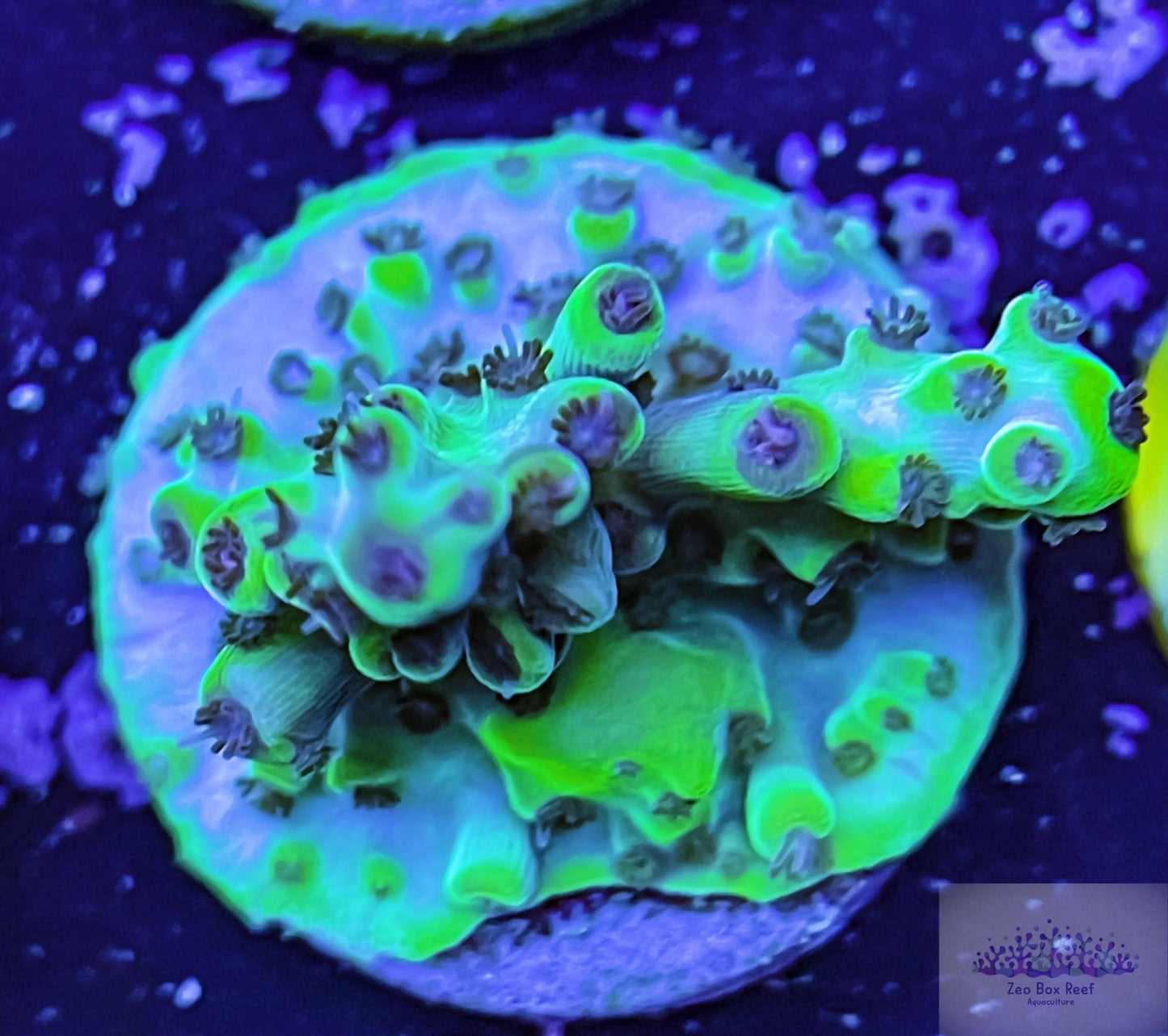 Acropora Coral- SPS Frag- Blue Balls Acropora Coral- SPS Frag- Blue Balls SPS Acropora Coral- SPS Frag- Blue Balls Zeo Box Reef