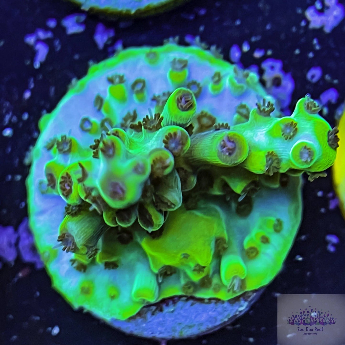 Acropora Coral- SPS Frag- Blue Balls Acropora Coral- SPS Frag- Blue Balls SPS Acropora Coral- SPS Frag- Blue Balls Zeo Box Reef