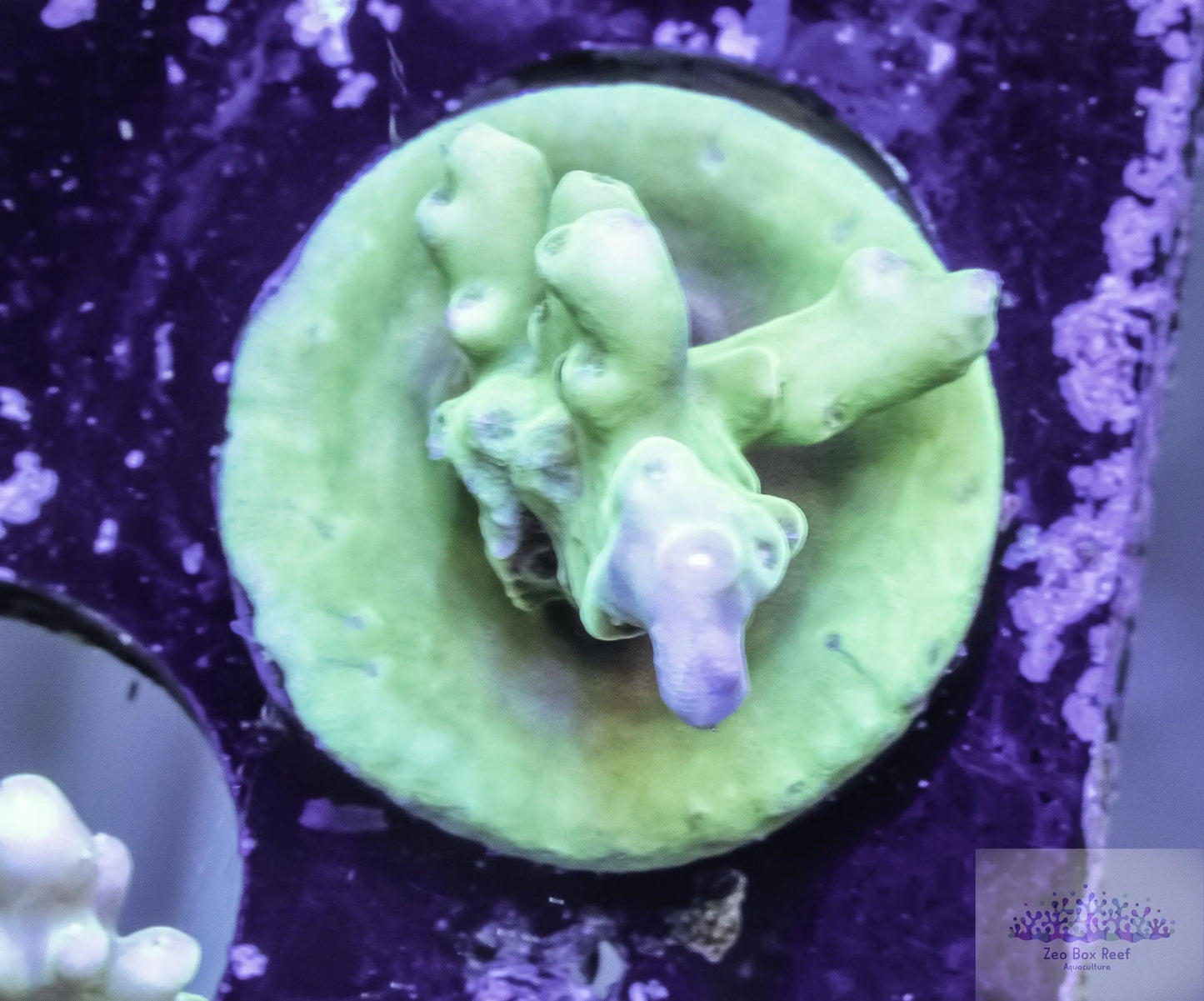 Acropora Coral- SPS Frag- Yellow/ Green with Purple Tips Live sale Acropora Coral- SPS Frag- Yellow/ Green with Purple Tips Live sale Acropora Coral- SPS Frag- Yellow/ Green with Purple Tips Live sale Zeo Box Reef