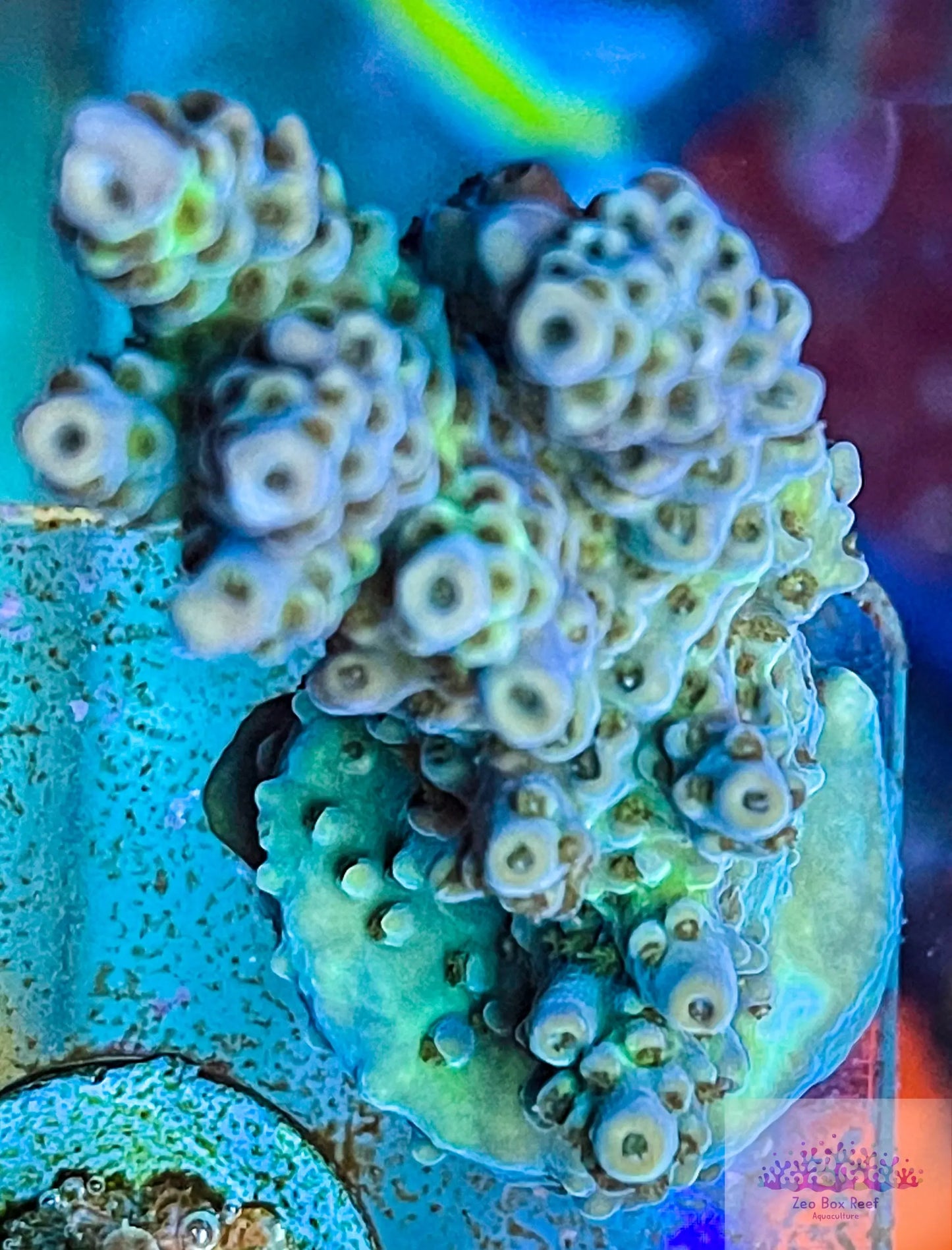 Acropora Coral- SPS Frag- ZBR Sensation Acropora Coral- SPS Frag- ZBR Sensation SPS Acropora Coral- SPS Frag- ZBR Sensation Zeo Box Reef