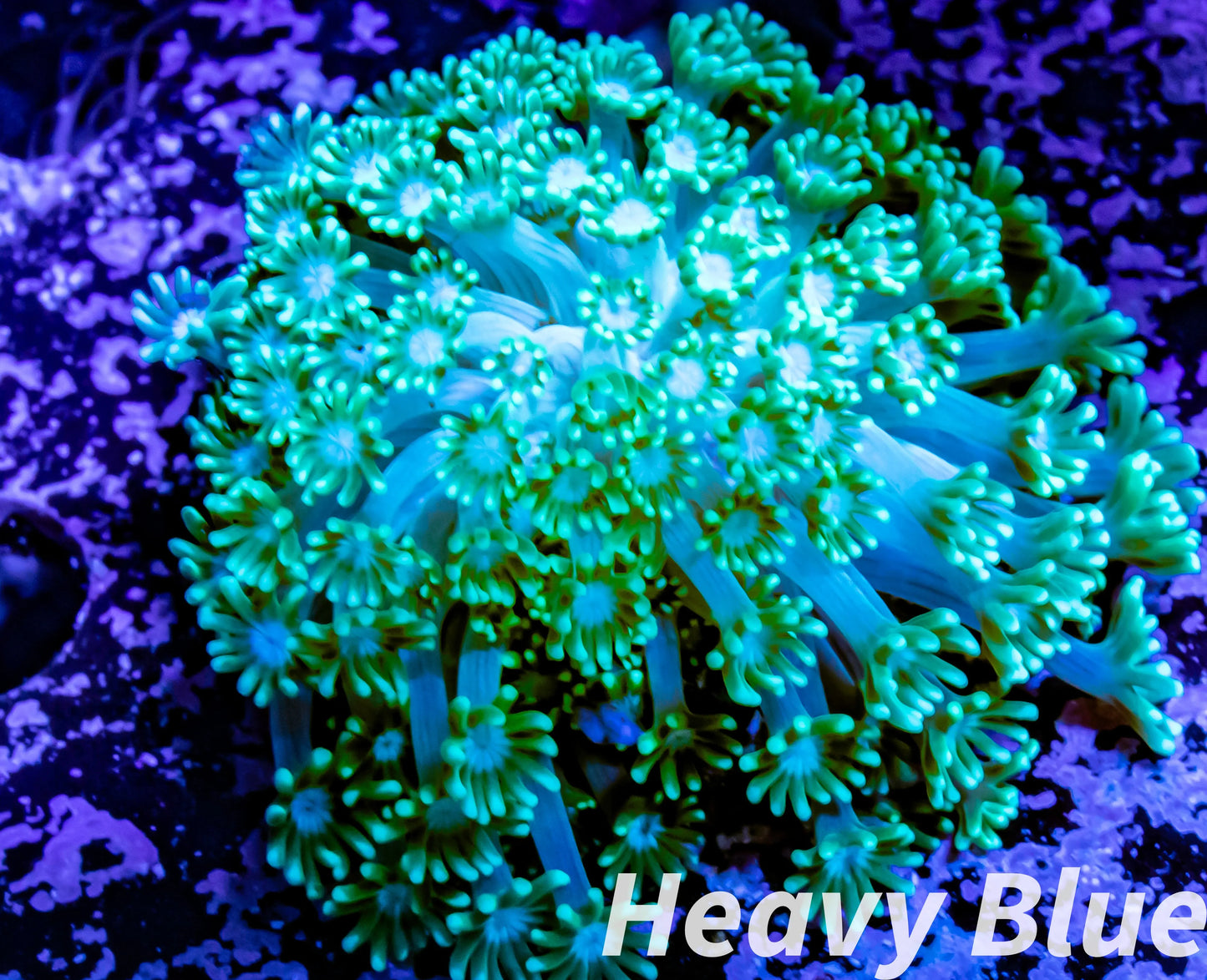 Alveopora Coral - LPS - Alveopora Frag WYSIWYG Alveopora Coral - LPS - Alveopora Frag WYSIWYG Animals & Pet Supplies Alveopora Coral - LPS - Alveopora Frag WYSIWYG Zeo Box Reef