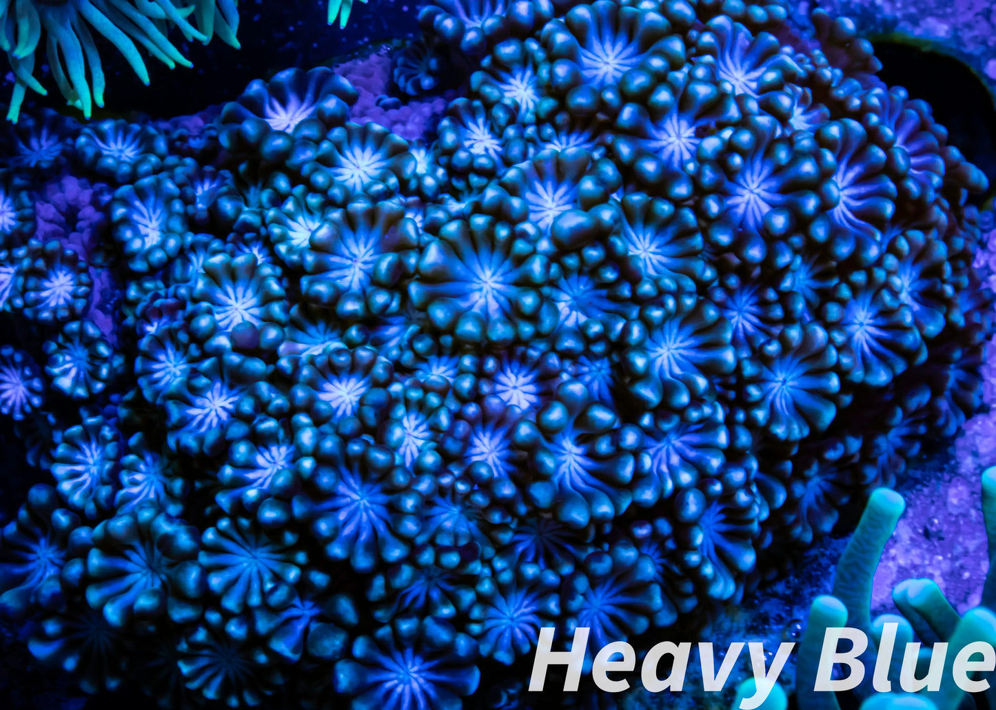 Alveopora Coral - LPS - Mini colony WYSIWYG 5cm Alveopora Coral - LPS - Mini colony WYSIWYG 5cm Animals & Pet Supplies Alveopora Coral - LPS - Mini colony WYSIWYG 5cm Zeo Box Reef