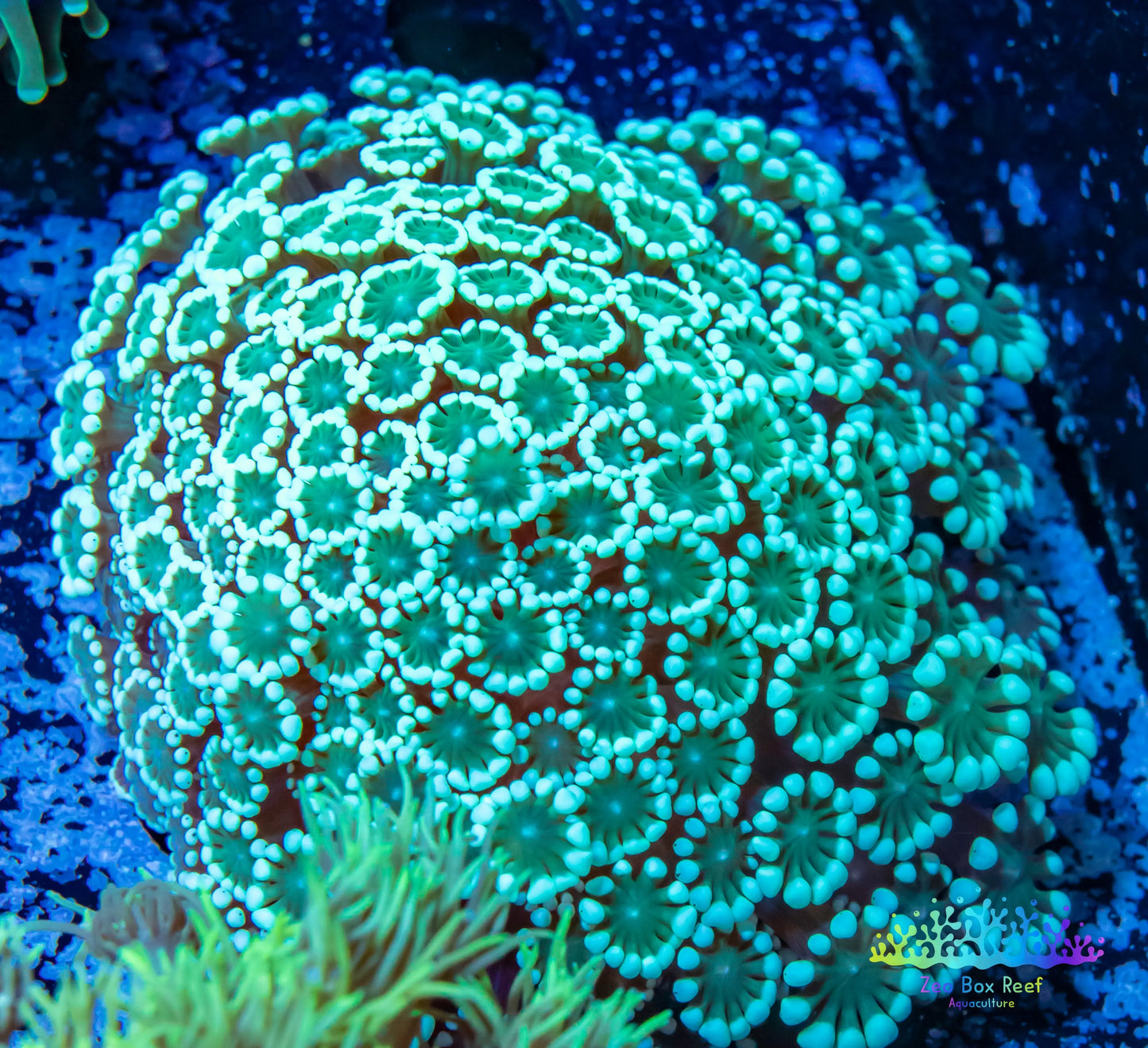 Alveopora Coral - LPS - Mini colony WYSIWYG 5cm Alveopora Coral - LPS - Mini colony WYSIWYG 5cm Animals & Pet Supplies Alveopora Coral - LPS - Mini colony WYSIWYG 5cm Zeo Box Reef