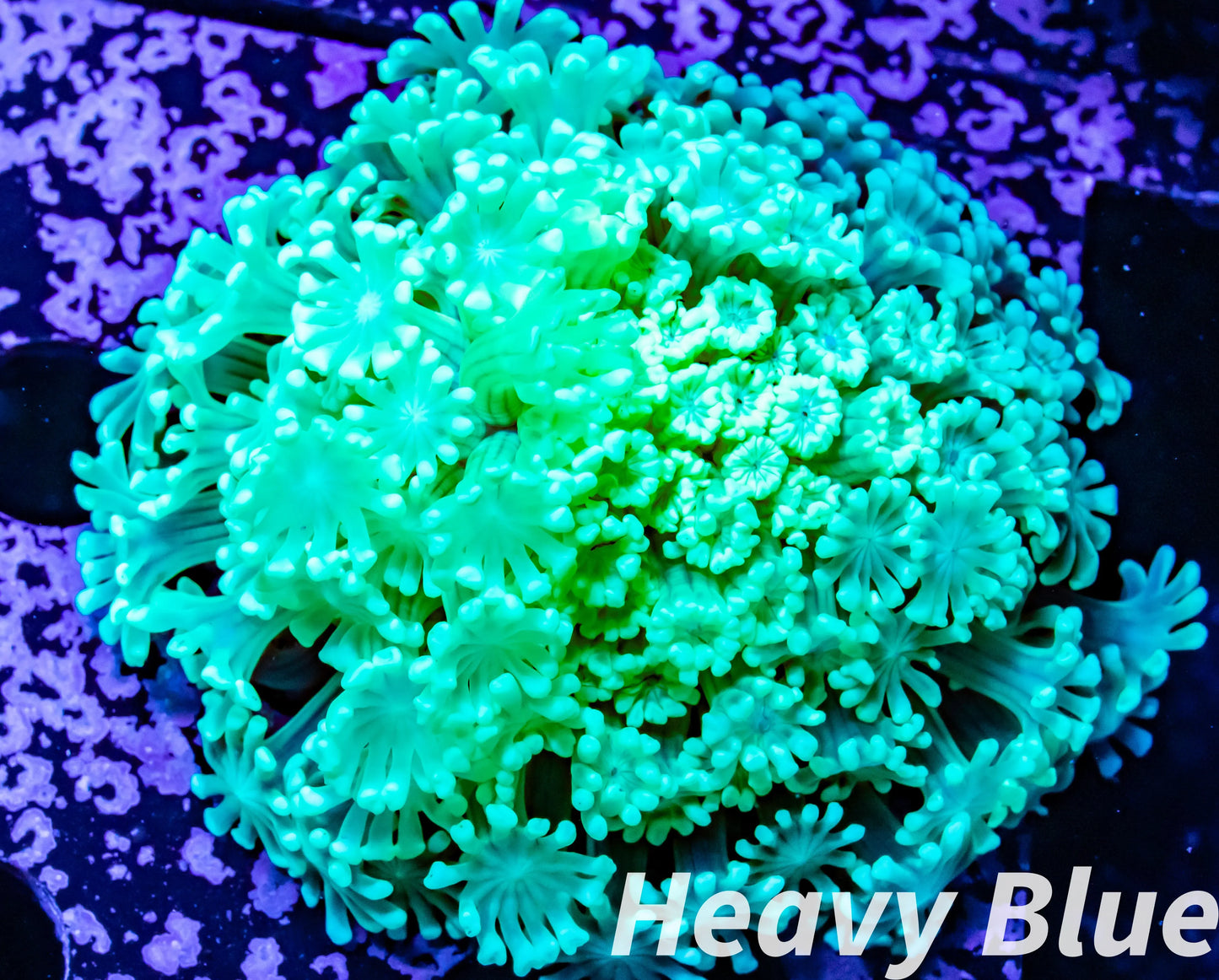 Alveopora Coral - LPS - Alveopora Frag WYSIWYG Alveopora Coral - LPS - Alveopora Frag WYSIWYG Animals & Pet Supplies Alveopora Coral - LPS - Alveopora Frag WYSIWYG Zeo Box Reef