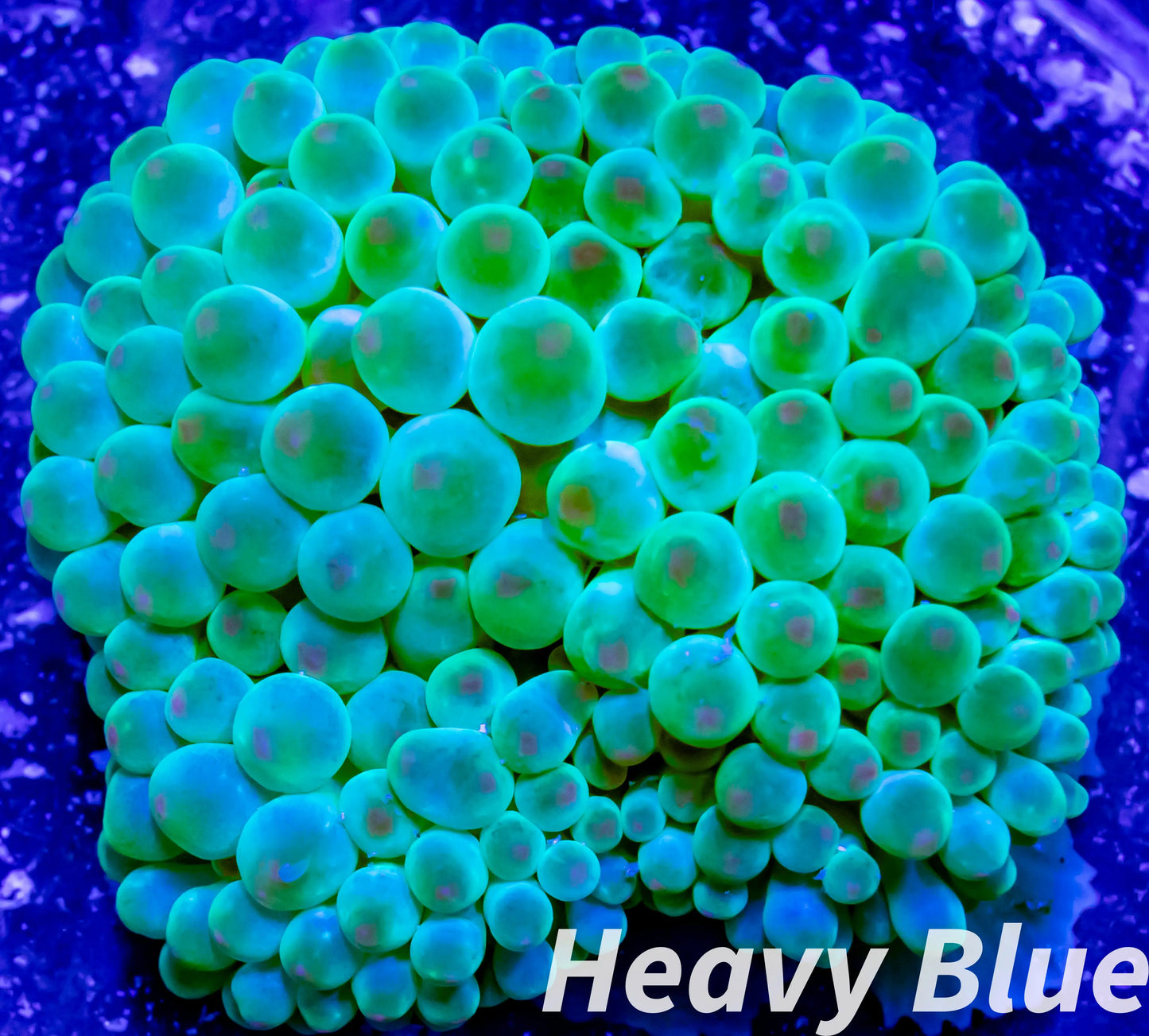 Anemone - Green with Pink Tips- Bubble Tip Anemone Anemone - Green with Pink Tips- Bubble Tip Anemone Animals & Pet Supplies Anemone - Green with Pink Tips- Bubble Tip Anemone Zeo Box Reef