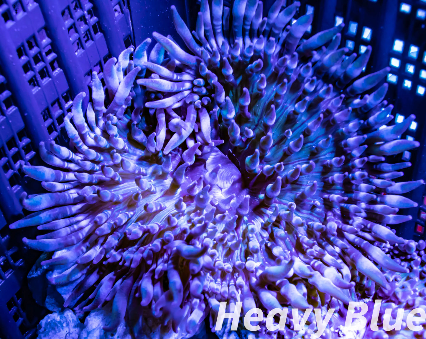 Anemone - Purple Tip Malu Anemone 6cm Anemone - Purple Tip Malu Anemone 6cm Animals & Pet Supplies Anemone - Purple Tip Malu Anemone 6cm Zeo Box Reef