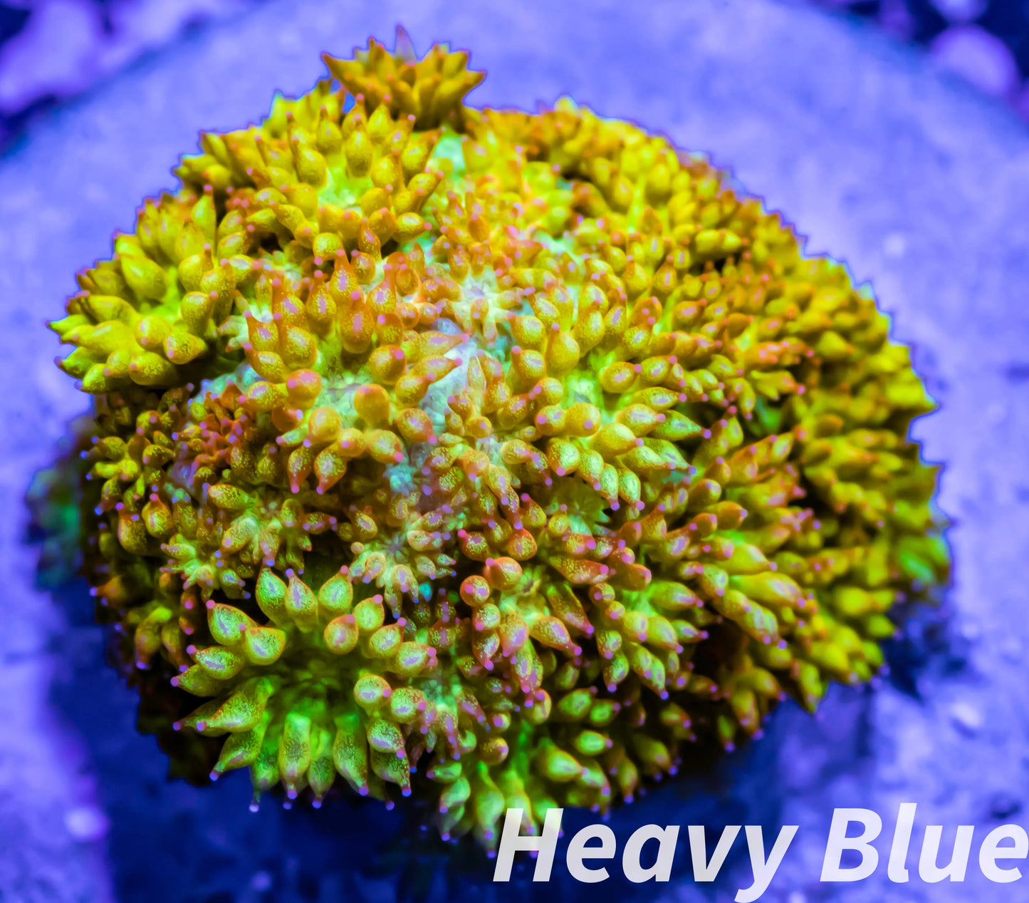 Bernardpora Coral - LPS - Frag- Sunset Bernardpora WYSIWYG Bernardpora Coral - LPS - Frag- Sunset Bernardpora WYSIWYG Animals & Pet Supplies Bernardpora Coral - LPS - Frag- Sunset Bernardpora WYSIWYG Zeo Box Reef