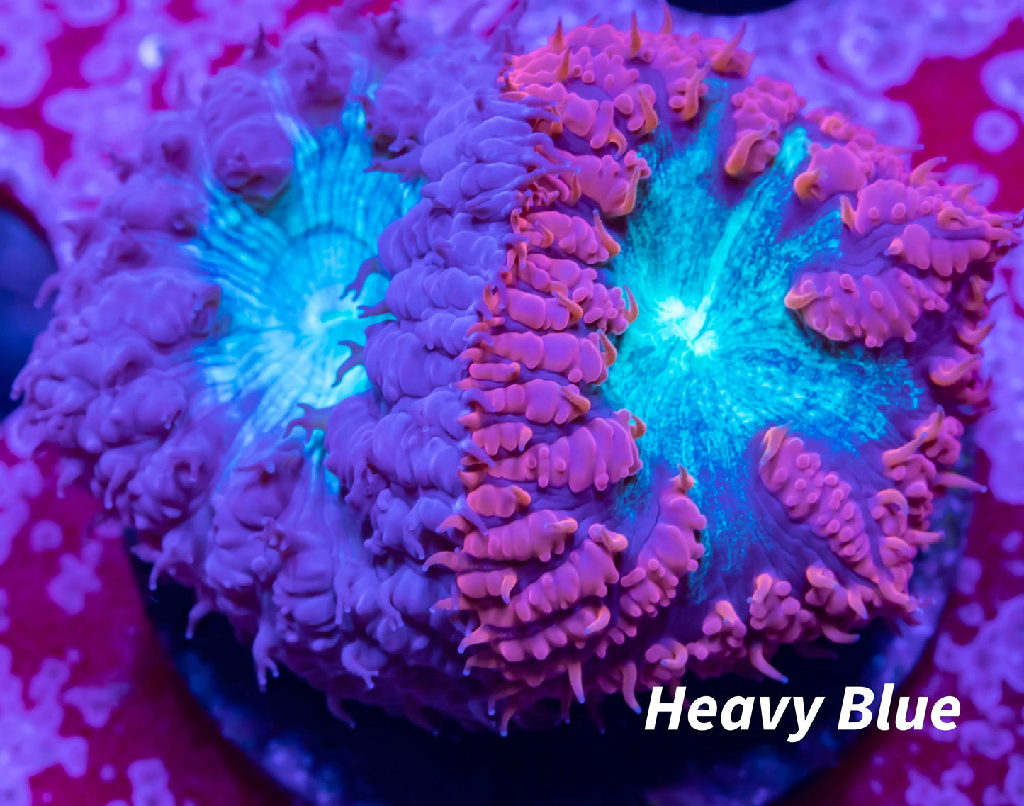 Blasto coral frag Blasto coral frag LPS Blasto coral frag Zeo Box Reef